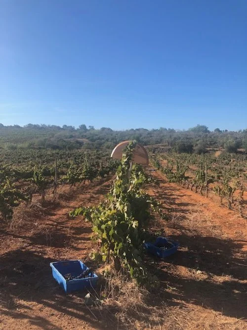 Harvest August 2023