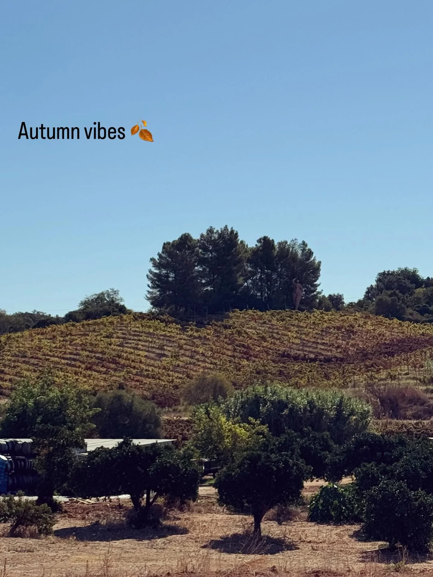 The harvest season is over here, now it is time for golden vines, autumn showing off in the best way 🍂🍊

Grateful for moments like this.
.
.
.
#autumnvibe #vineyardviews #portugalinautumn #algarvelife #autumncolours #vineyards🍇 #vineyardlife #wine