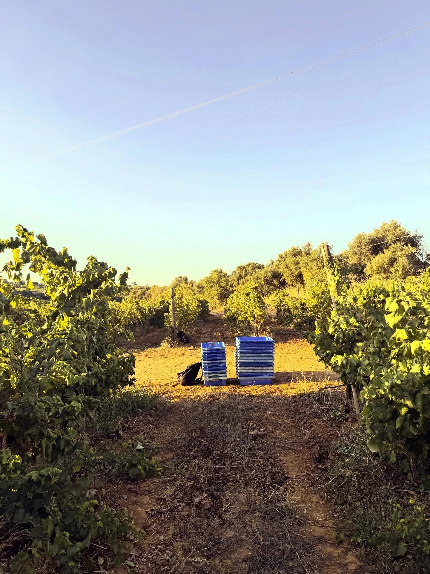 Before the bottle, there is a place.

Wind from the Atlantic.
Southern light.
Time doing its work.
.
.
.
#algarvewine #portuguesewines #senseofplace #terroirwines  #sorvo