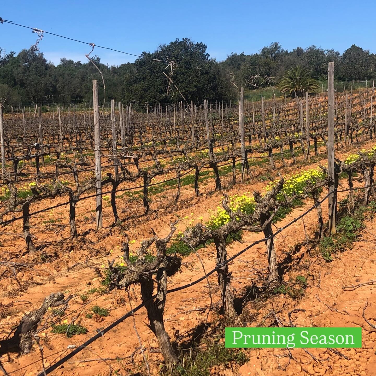 Pruning defines the vines&rsquo;s future.
It controls yield, balances growth,
and sets the foundation for quantity.

Every cut is a decision. ✂️
.
.
.
#pruningseason #vineyardlife #winemaking #artisanwine #algarvewines