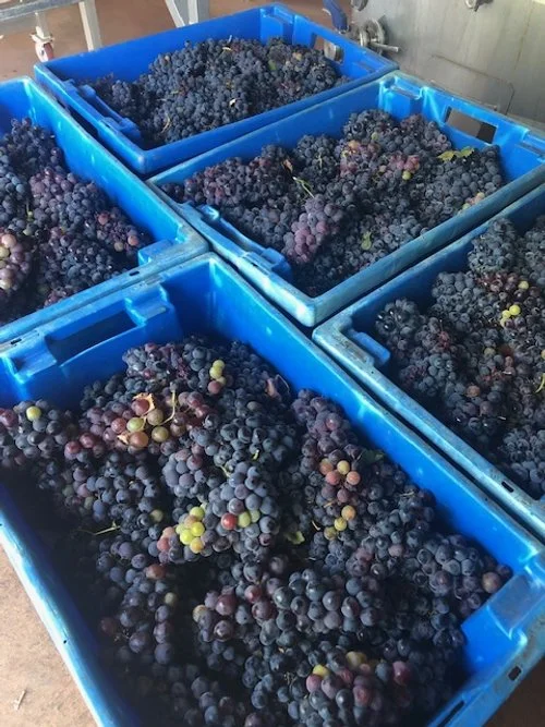 Harvest August 2023