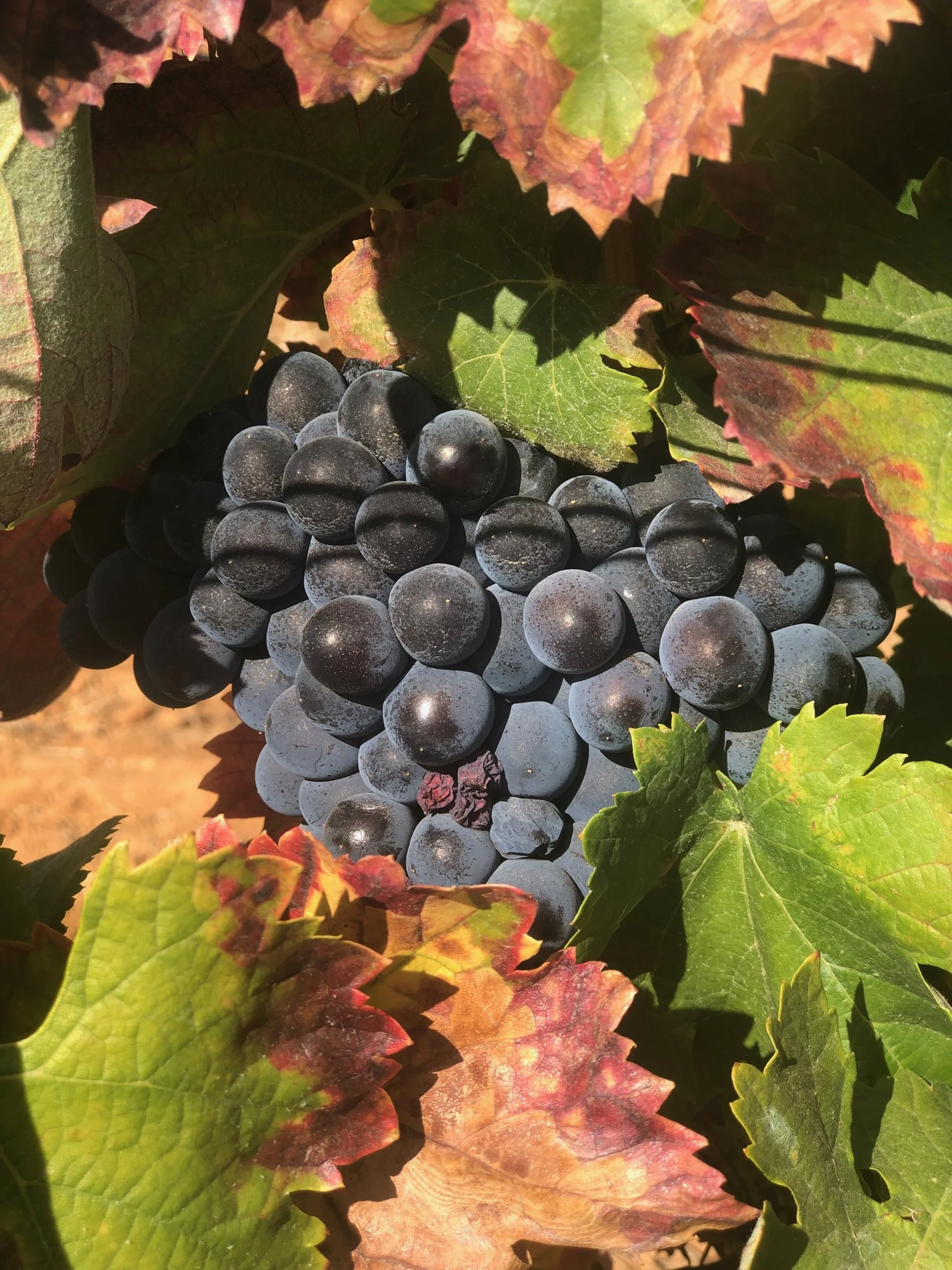 Harvest August 2023