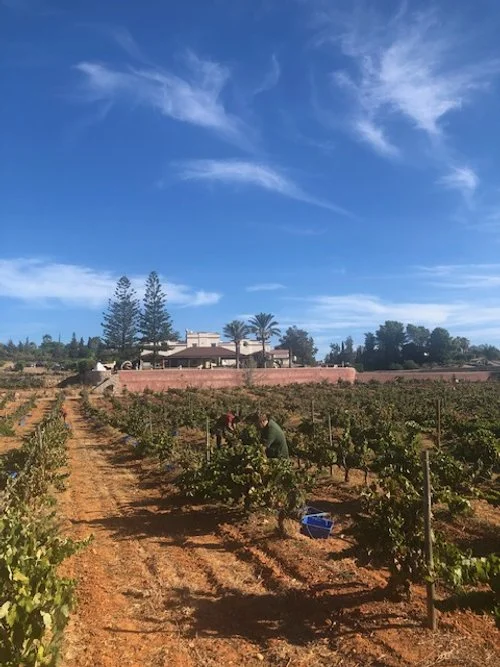 Harvest August 2023