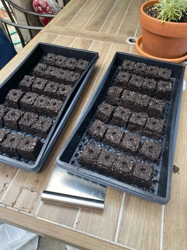 soil blocks.jpg