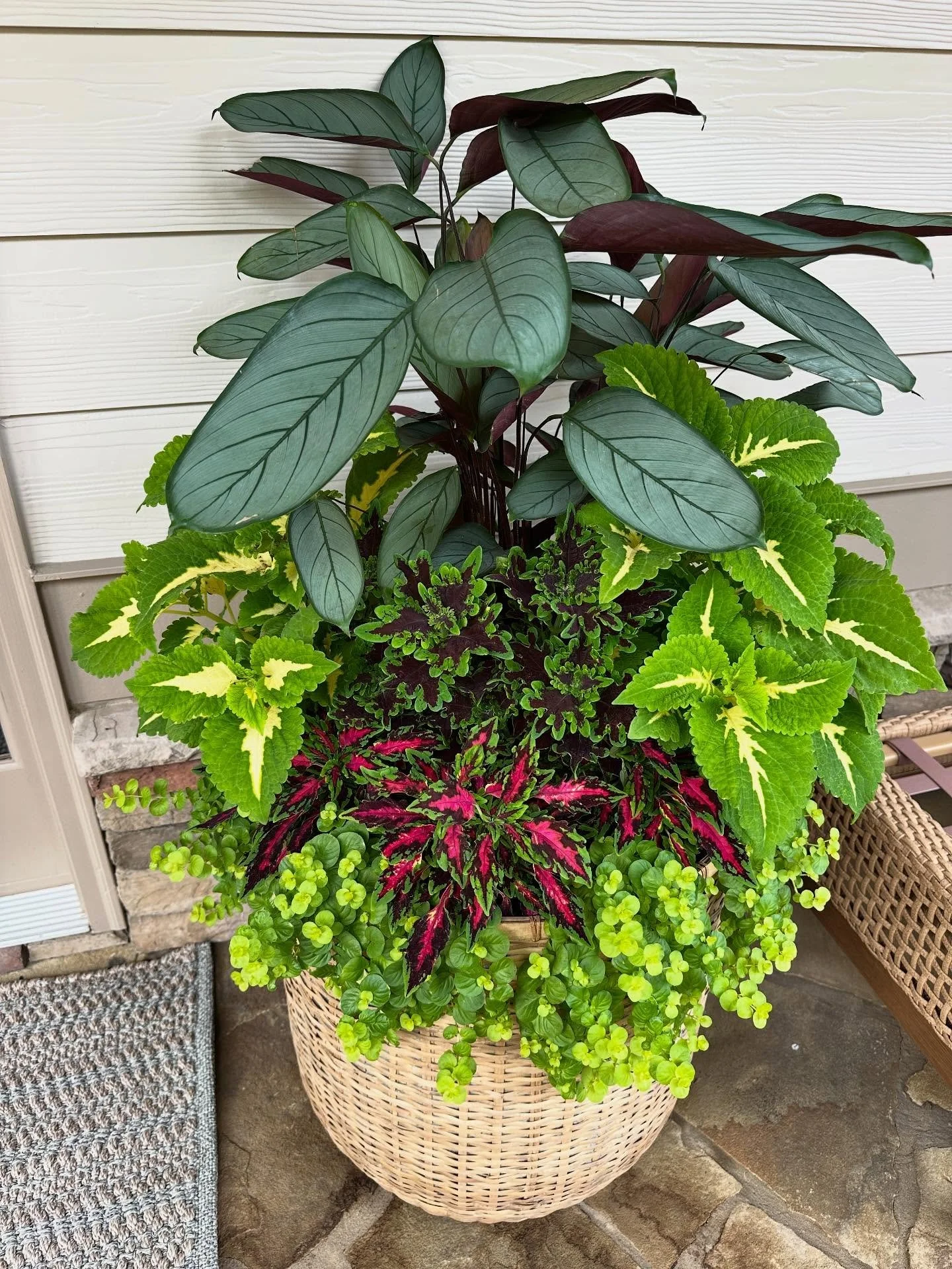 Planting coordinating containers that require a mix of sun and shade can be tricky. Take a look at our newest job &ndash; we think it looks pretty fantastic. 

The front door is completely shaded so we used a beautiful house plant (one of my favorite