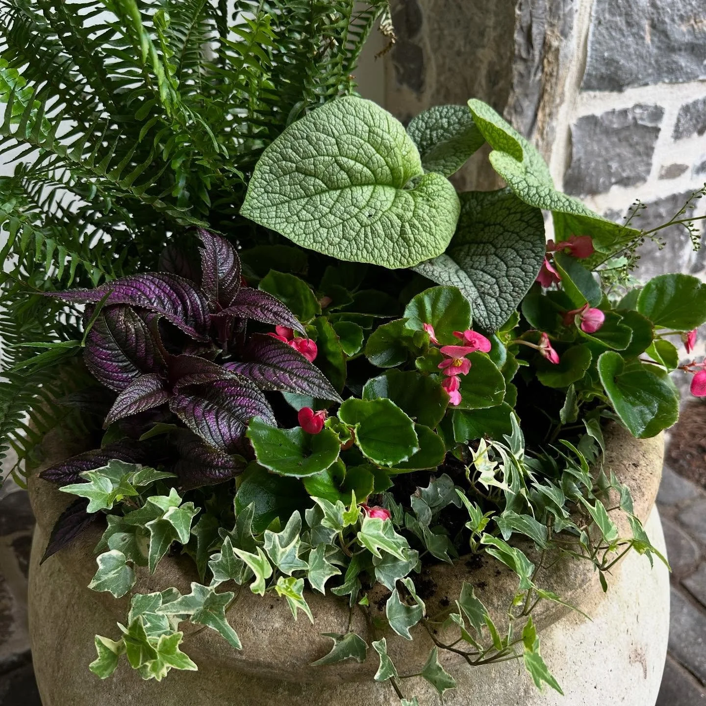 Shade planting can be challenging but here&rsquo;s a great one!

1- Kimberly Queen Fern, 6&rdquo;
1- Brunnera
1- Persian Shield 
5- Pink Beginias
5- Variegated Ivy