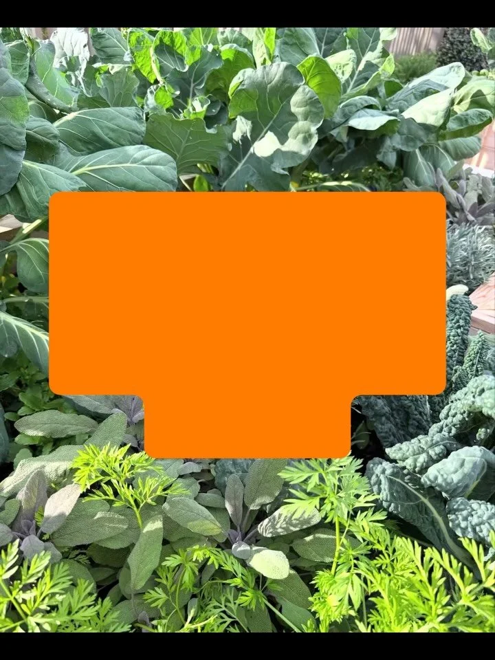 Southern gardeners, here&rsquo;s what&rsquo;s on my list this week:

✔️ Tie up cherry tomatoes
✔️ Check cucumbers for pests
✔️ Harvest basil, chives, and oregano
✔️ Succession plant lettuce and cilantro
✔️ Refresh mulch where soil is exposed

Save th