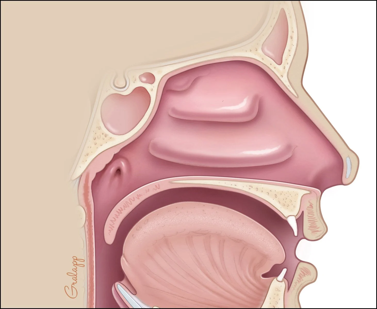 An illustration of a sagittal view of a human nasal cavity and throat, showing nasal passages, sinuses, and the throat structure.