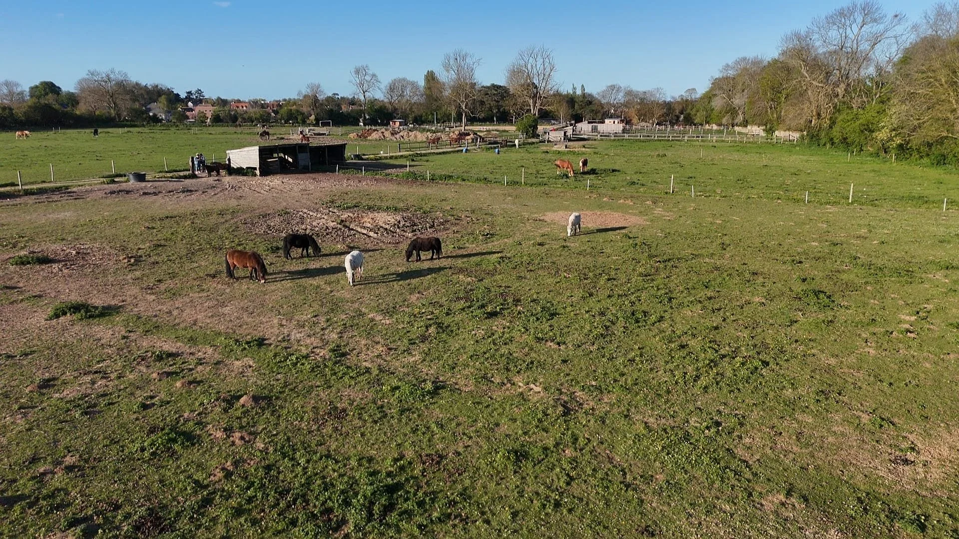 Pré des poneys