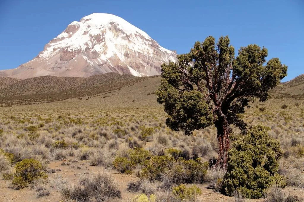 quenua_tree_sajama_national_park_opt (1).jpg