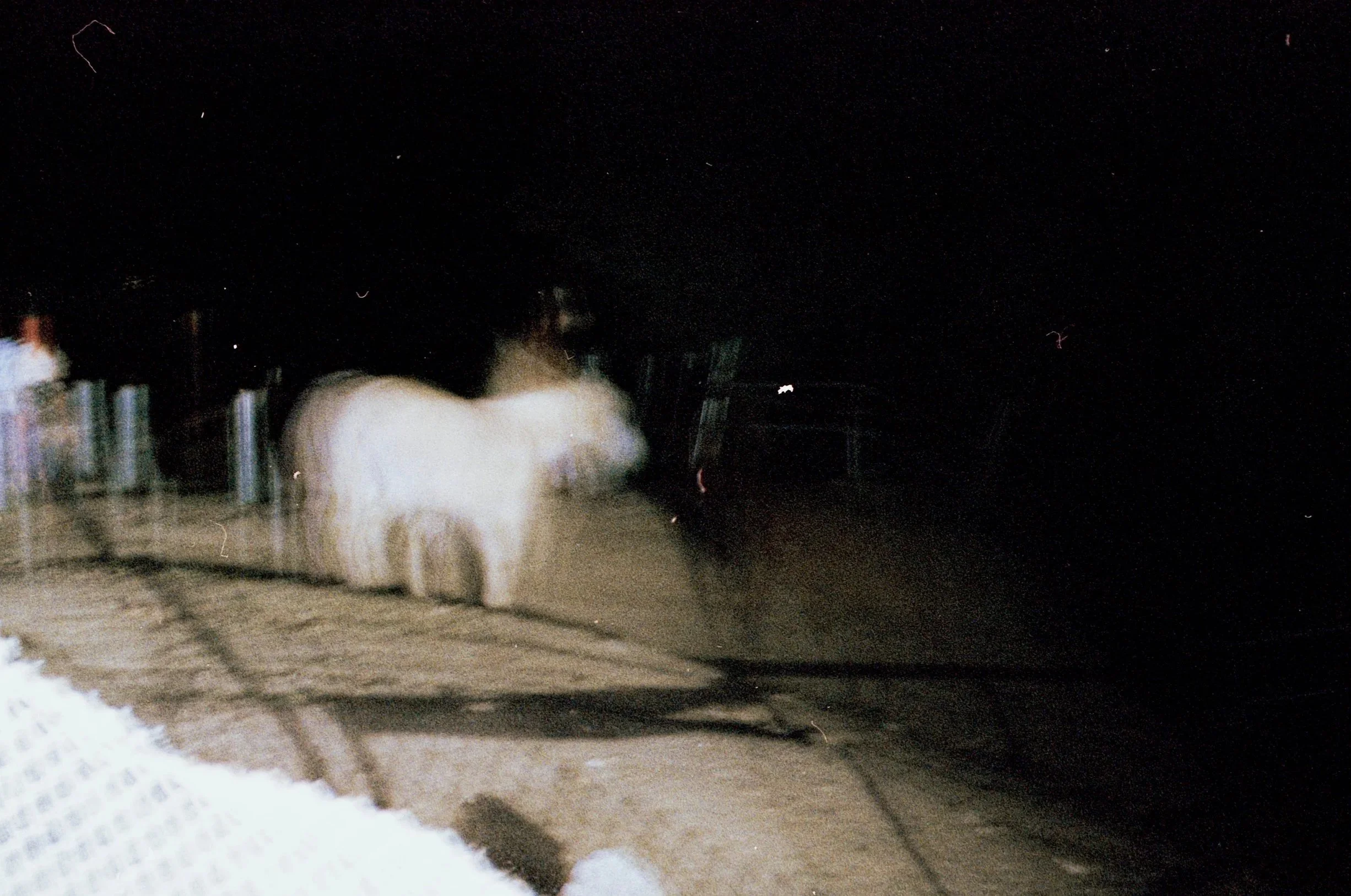 horse.jpg