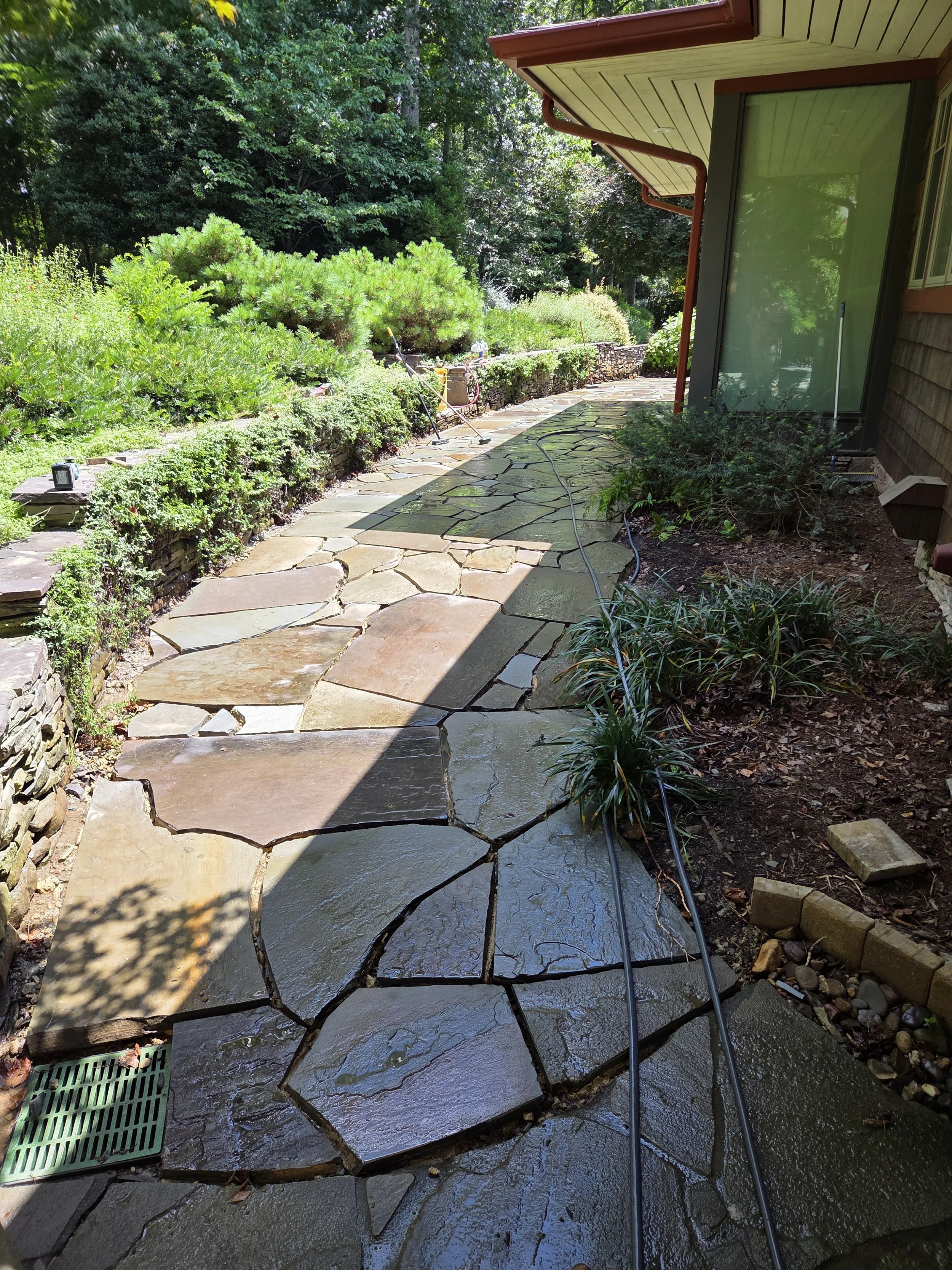 A wet flagstone walkway beside a house with large windows, surrounded by lush green plants and trees, with garden tools and hoses seen in the background.