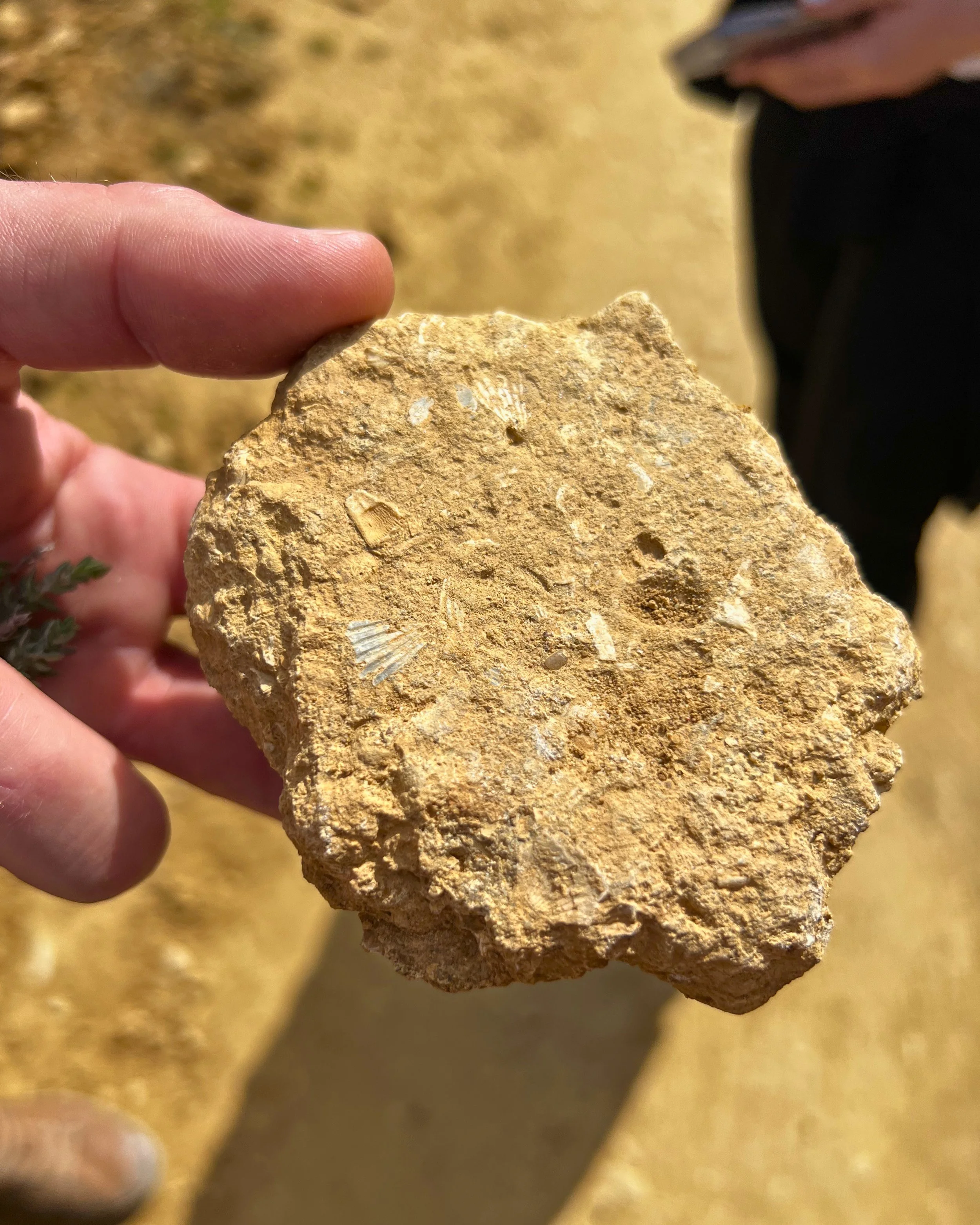 Soil.jpg