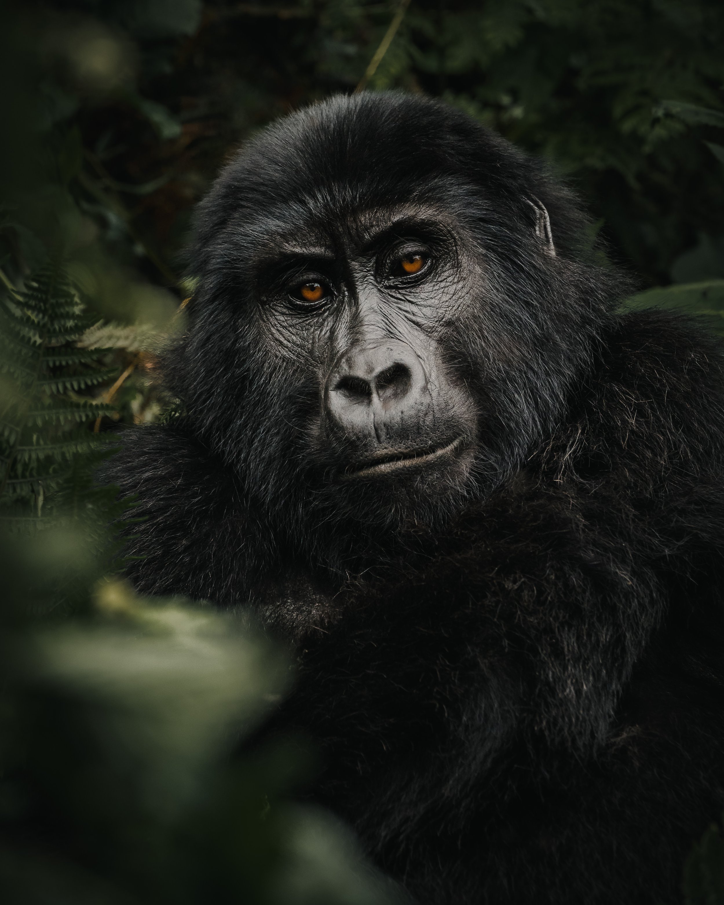 Close-up of a black gorilla with a thoughtful expression, surrounded by green foliage.