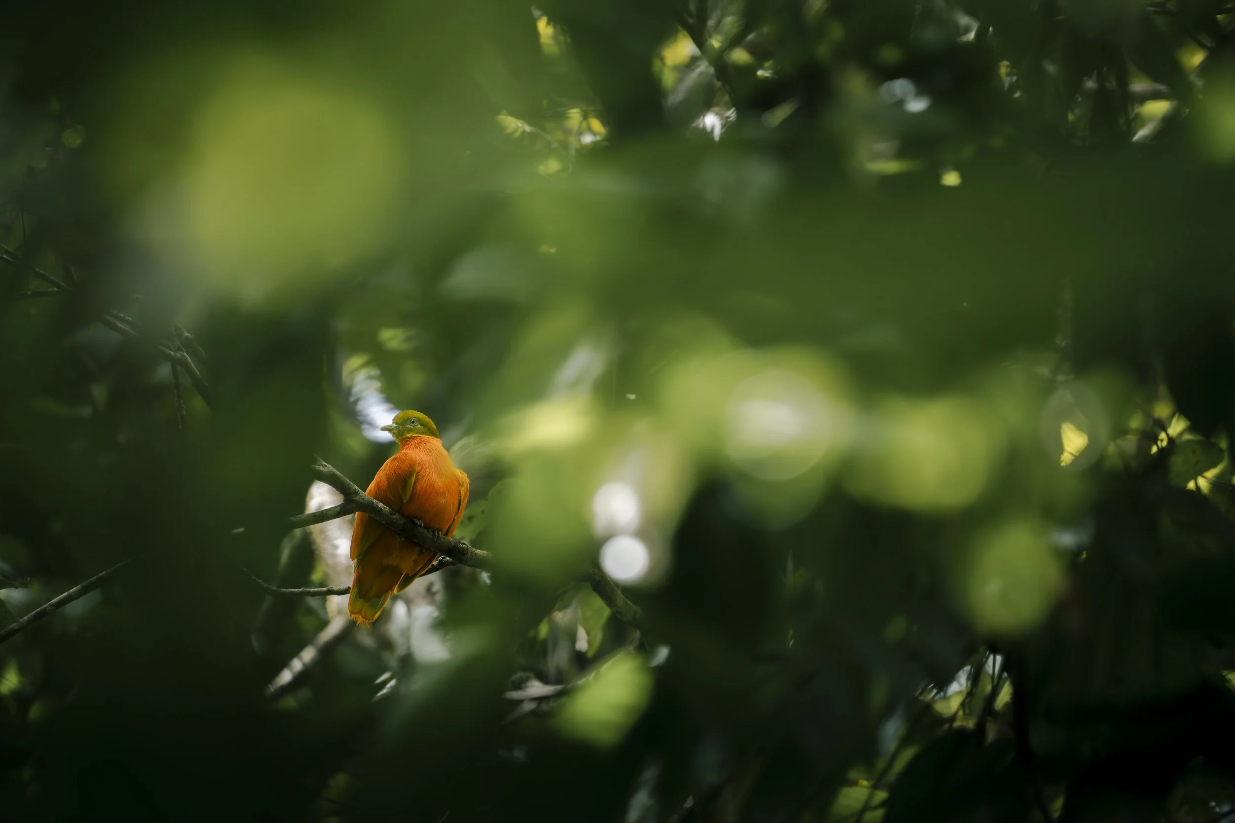 A brightly colored bird with orange and yellow feathers perched on a branch, surrounded by lush green foliage and blurred sunlit leaves.