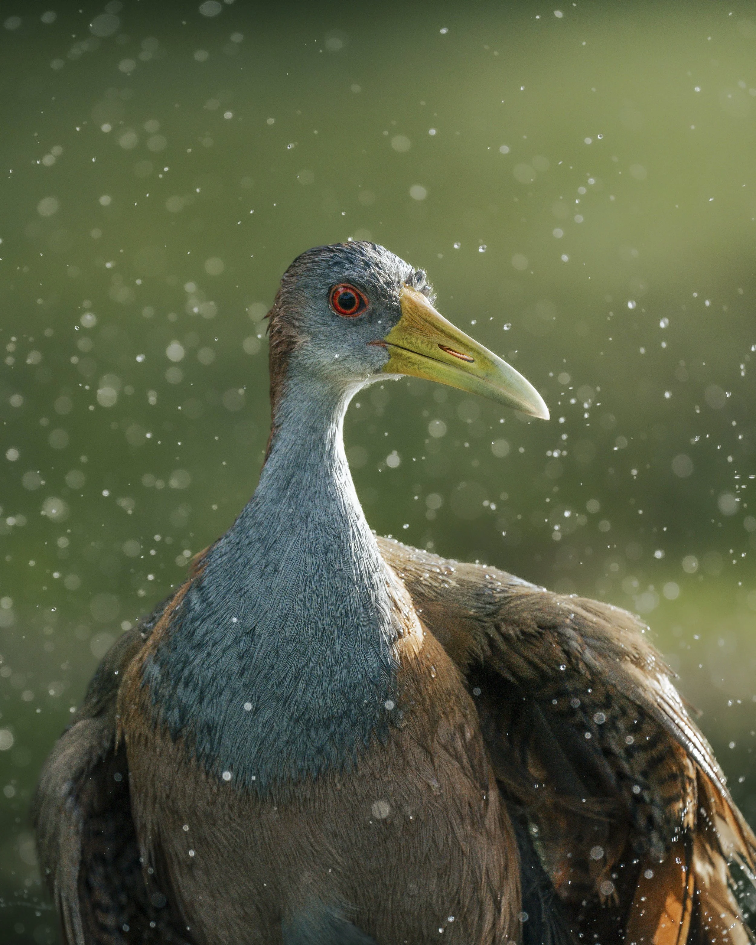A close-up of a bird, possibly a heron or waterfowl, with water droplets on its feathers and a green background.