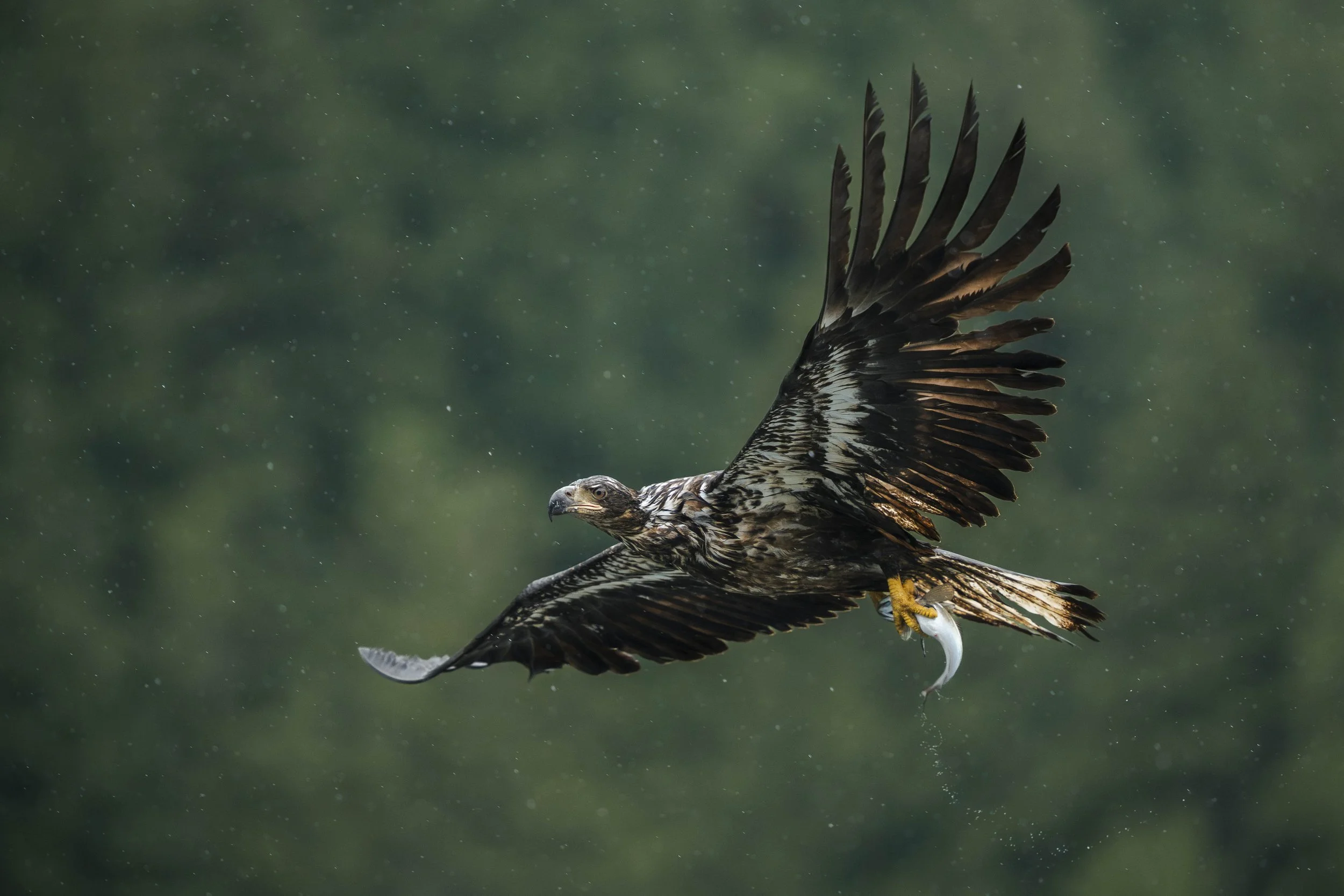A bird of prey, possibly an eagle, in flight holding a fish in its talons.