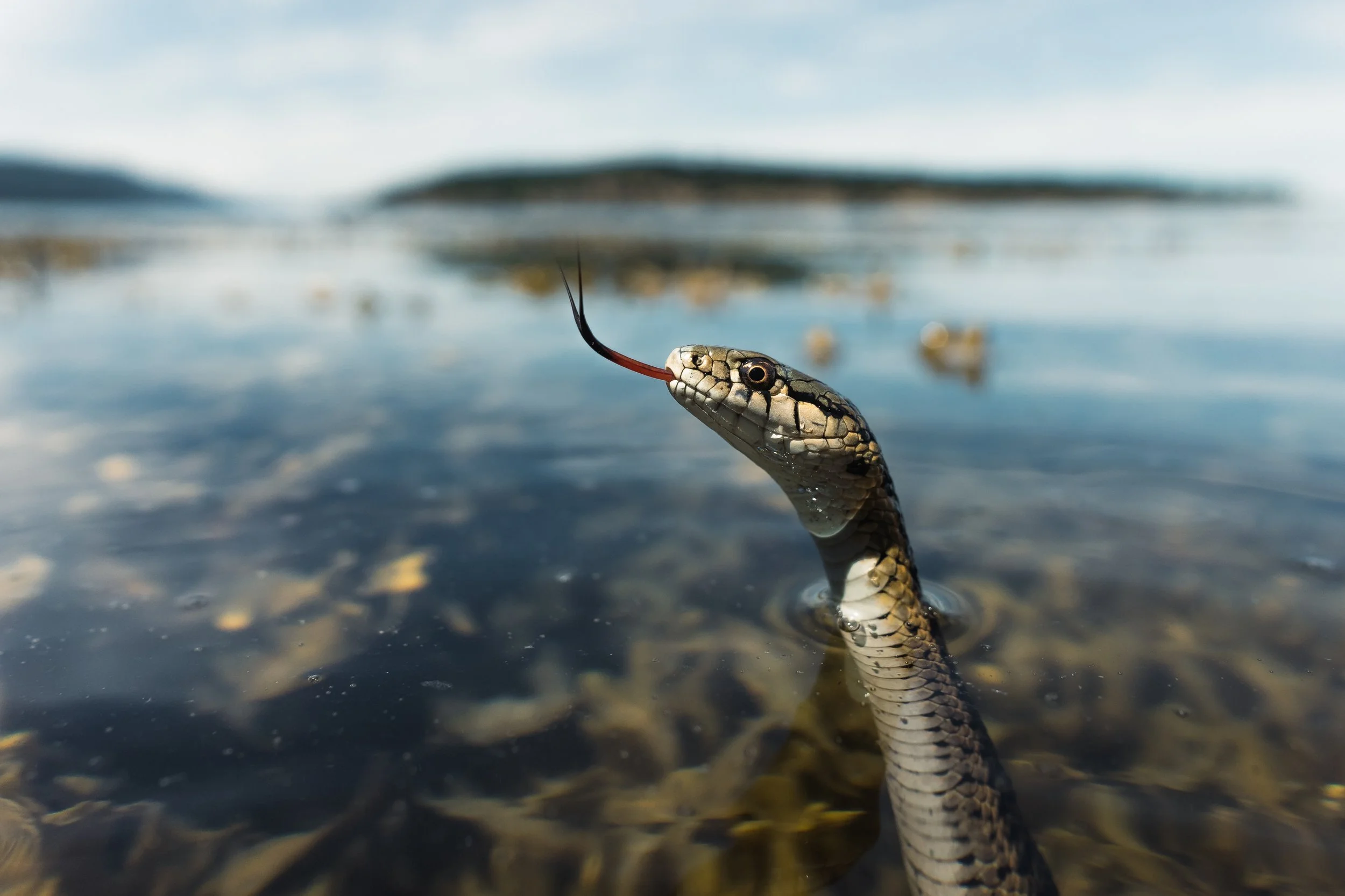 Close-up of a snake with its head above water, lifting its tongue out, in a shallow freshwater body with an out-of-focus landscape in the background.