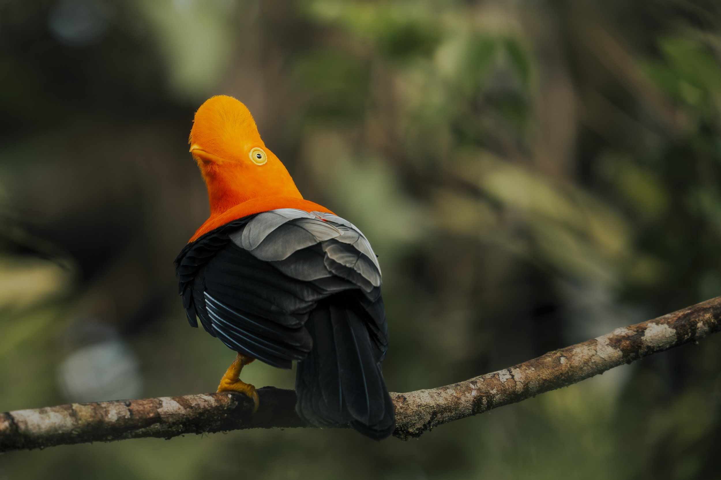 A vibrant bird with an orange head and black body perched on a branch, looking over its shoulder in a lush, green forest.