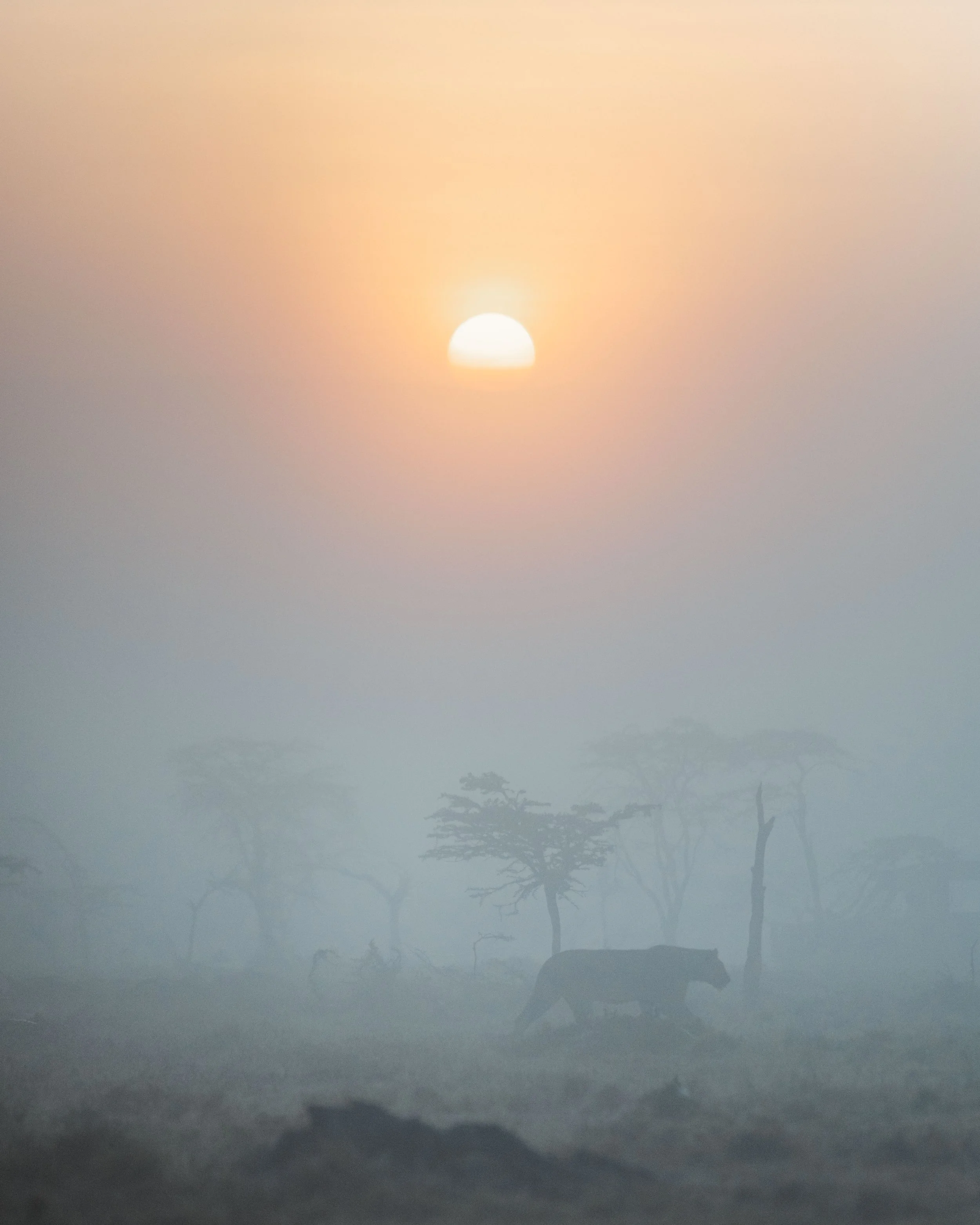 Sunrise over a safari landscape with a lion walking among trees and bushes, visible through morning fog.