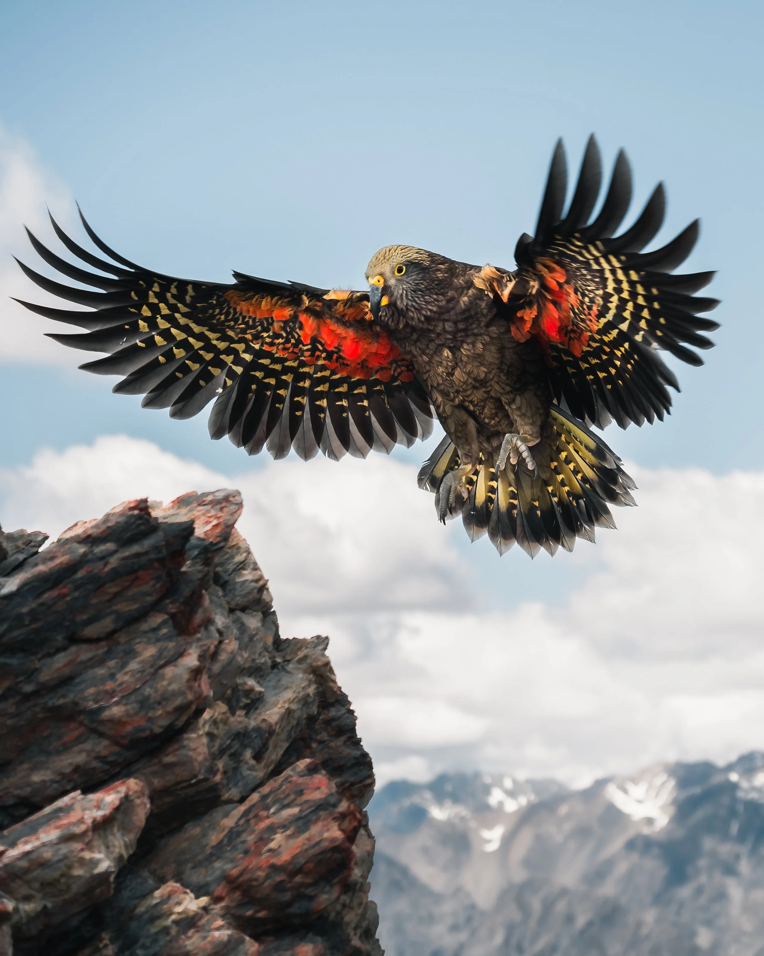A bird of prey, possibly a falcon or hawk, in mid-flight with its wings spread wide, flying above rocky terrain and mountain ranges in the background.
