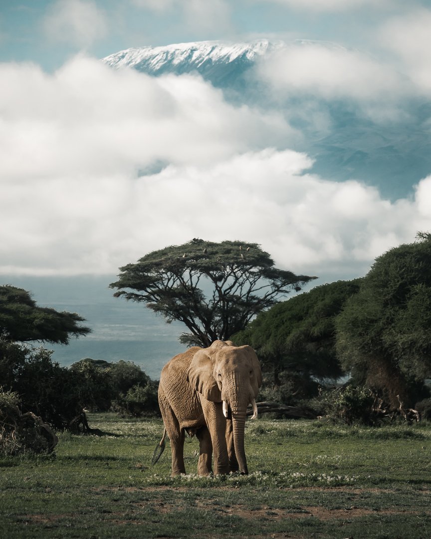 Elephant standing in a grassy patch with trees and mountains in the background, featuring snow-capped peaks and clouds.