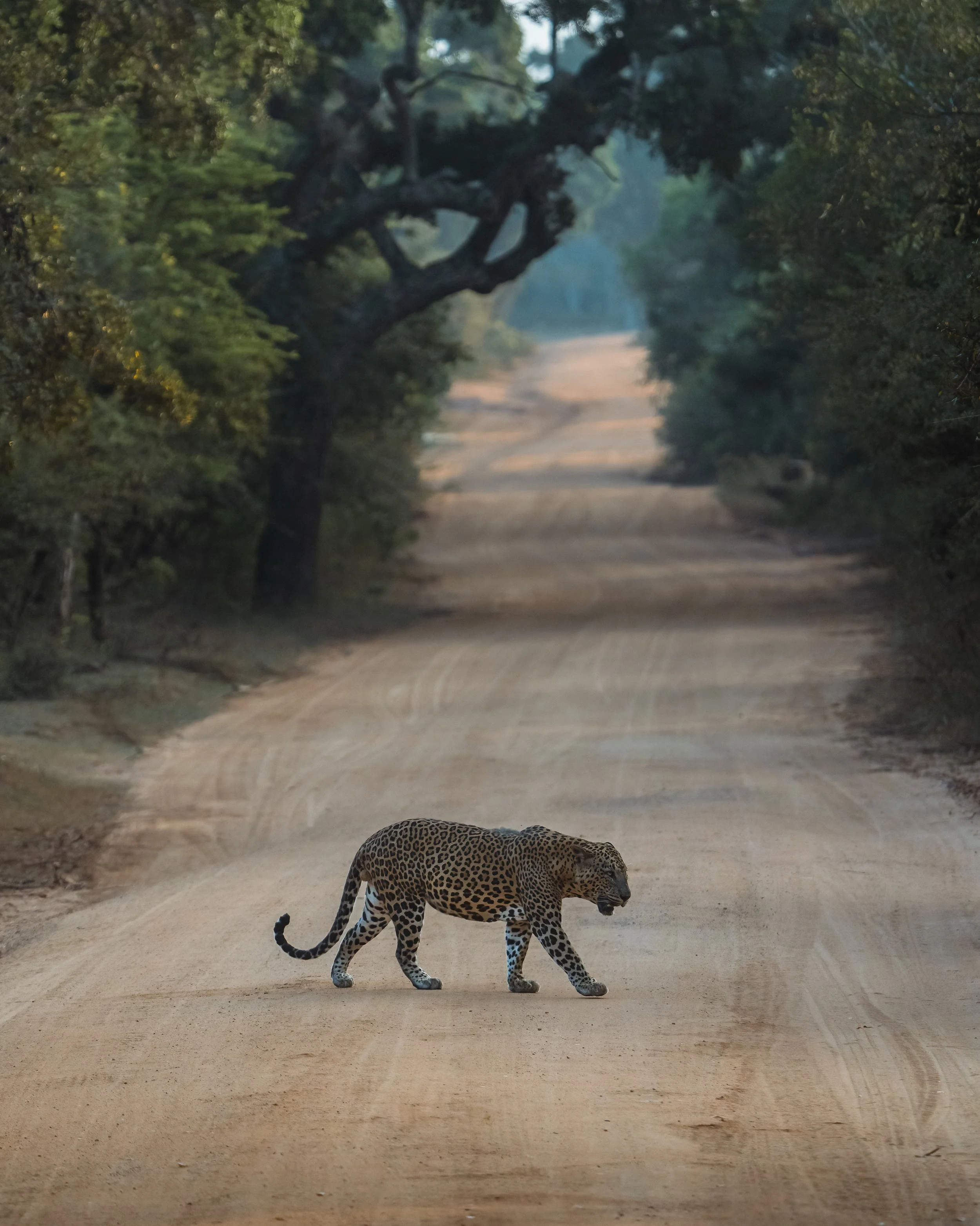 A jaguar crossing a dirt road in a forested area.