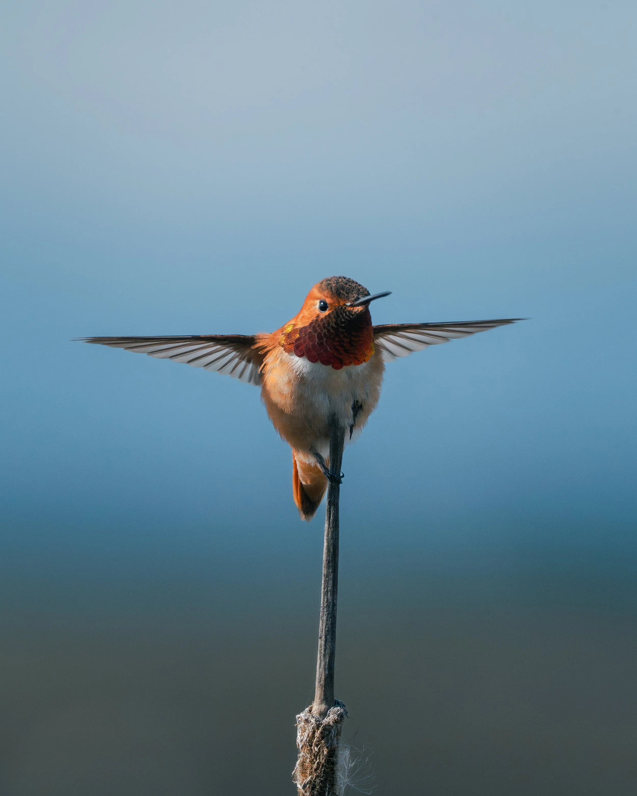 A hummingbird with orange, brown, and red feathers perched on a thin branch with wings spread wide against a blue background.