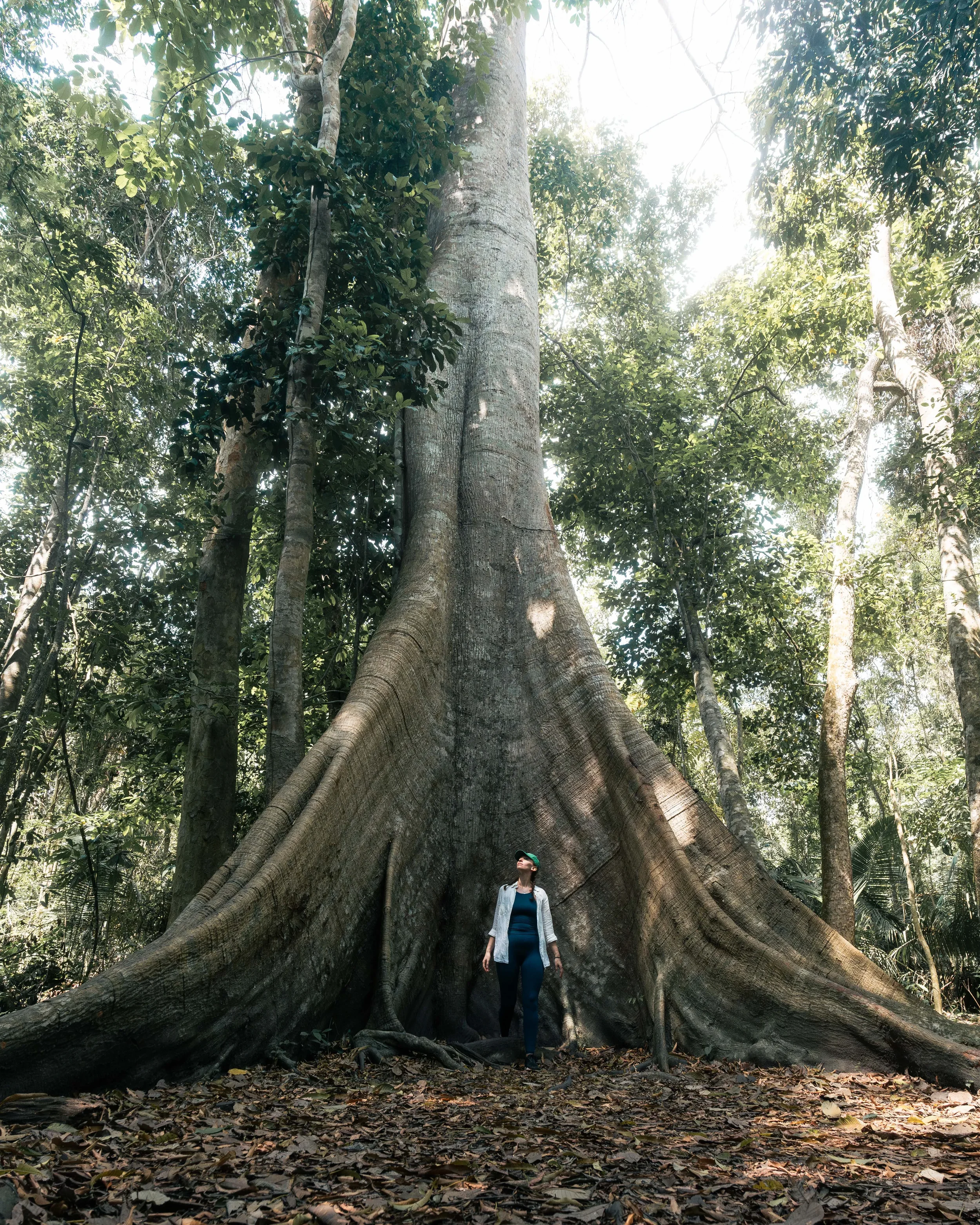 RW_Brazil_Tree-.webp