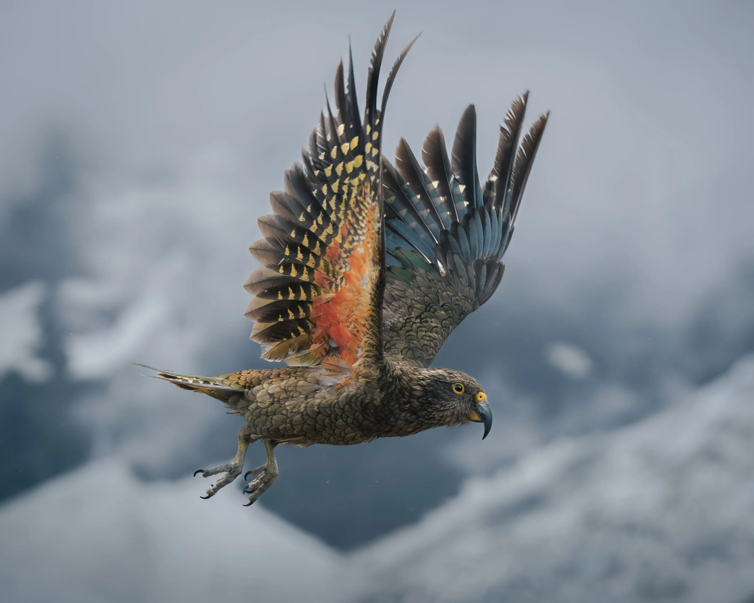 A kea in flight with its wings spread, featuring colorful feathers, a sharp beak, and yellow eyes against a cloudy sky background.