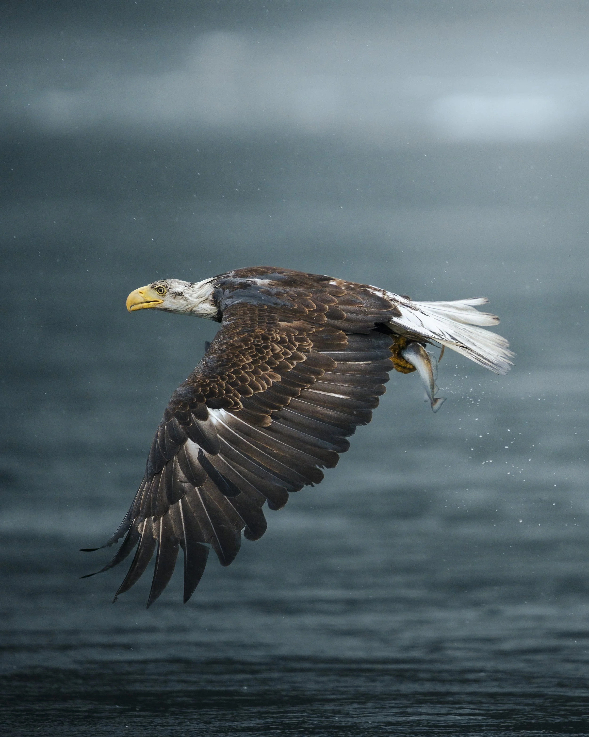 A soaring eagle with brown and white feathers holding a fish in its talons over water.