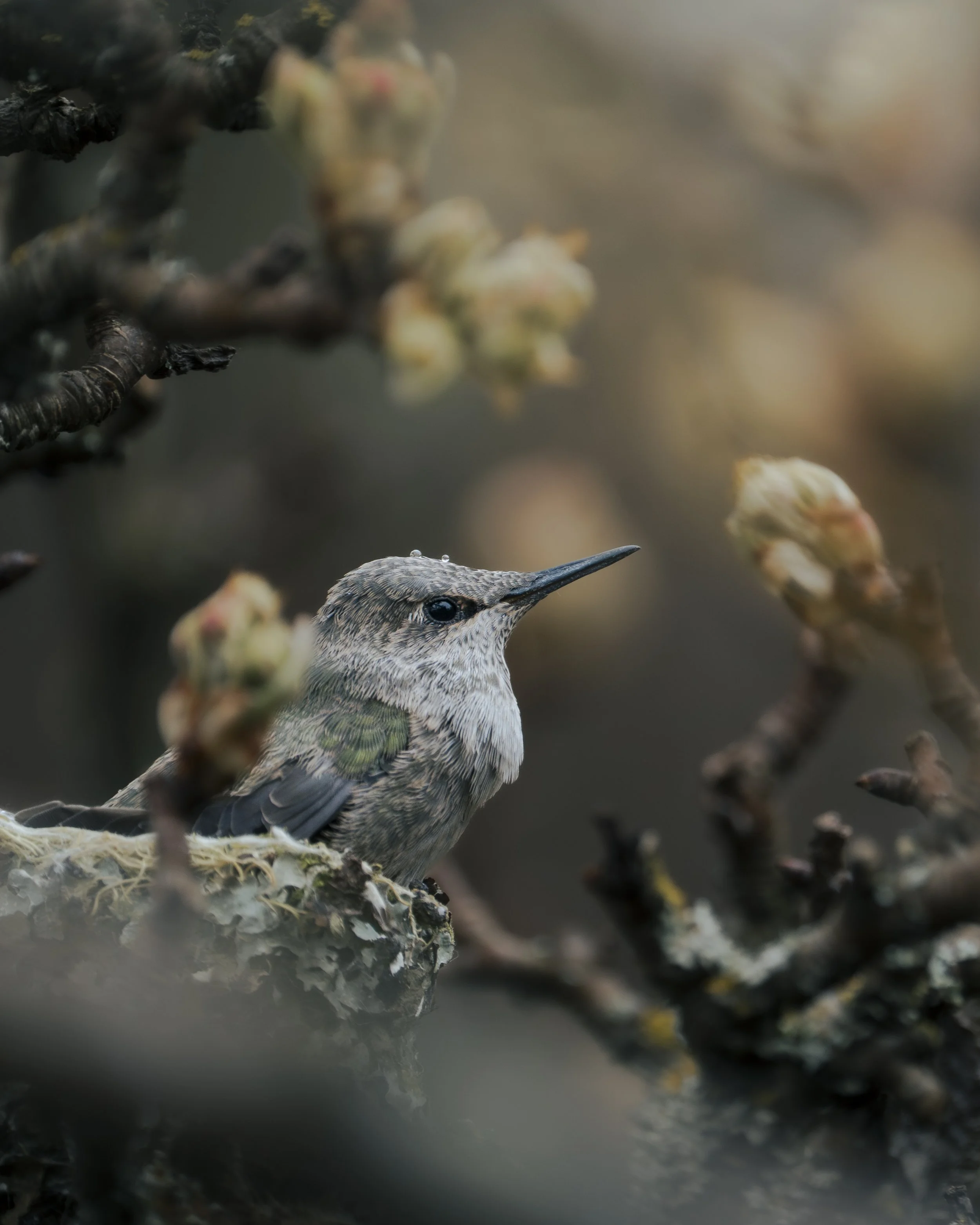 A close-up of a hummingbird with droplets of water on its head, perched on a branch surrounded by budding flowers.