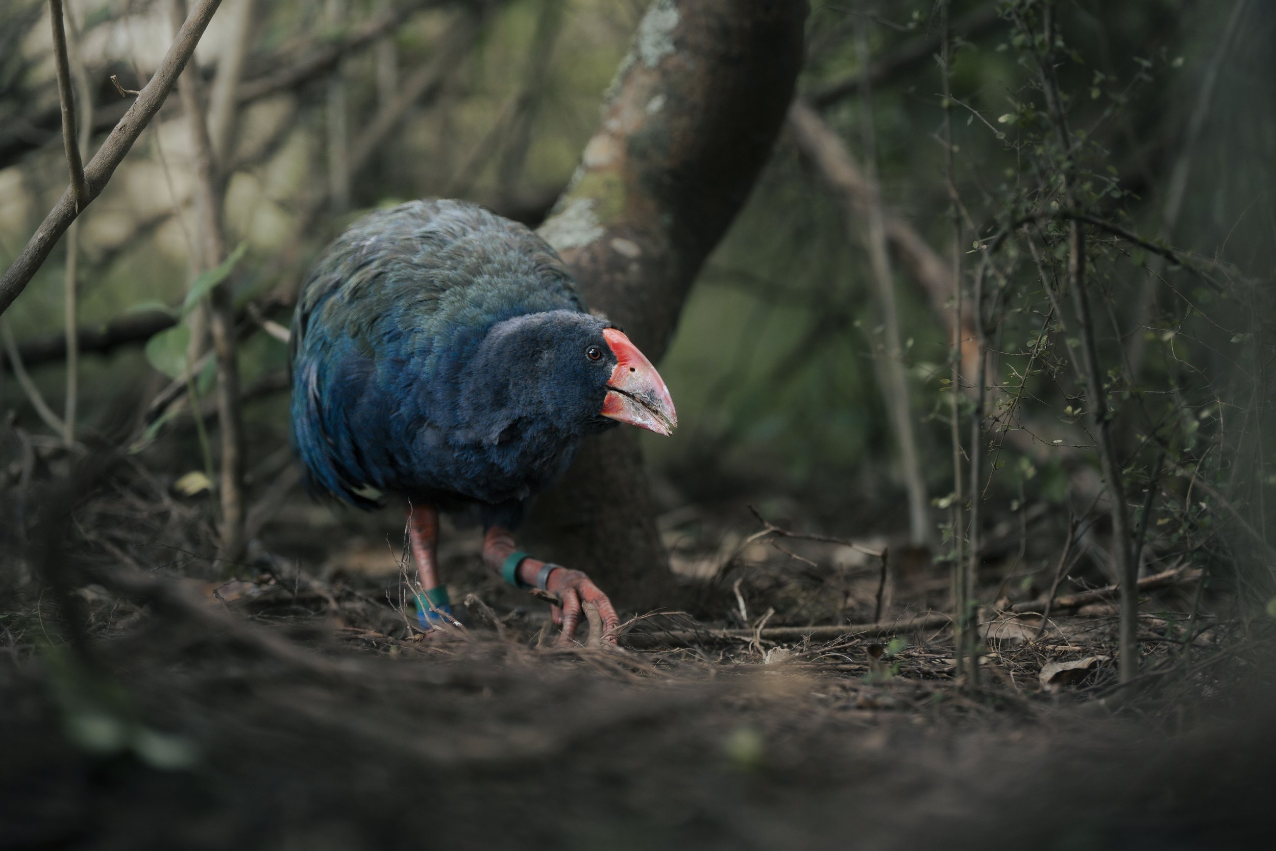 A mountain hornbill bird on the forest ground, with a large red beak and dark blue feathers, surrounded by foliage and branches.