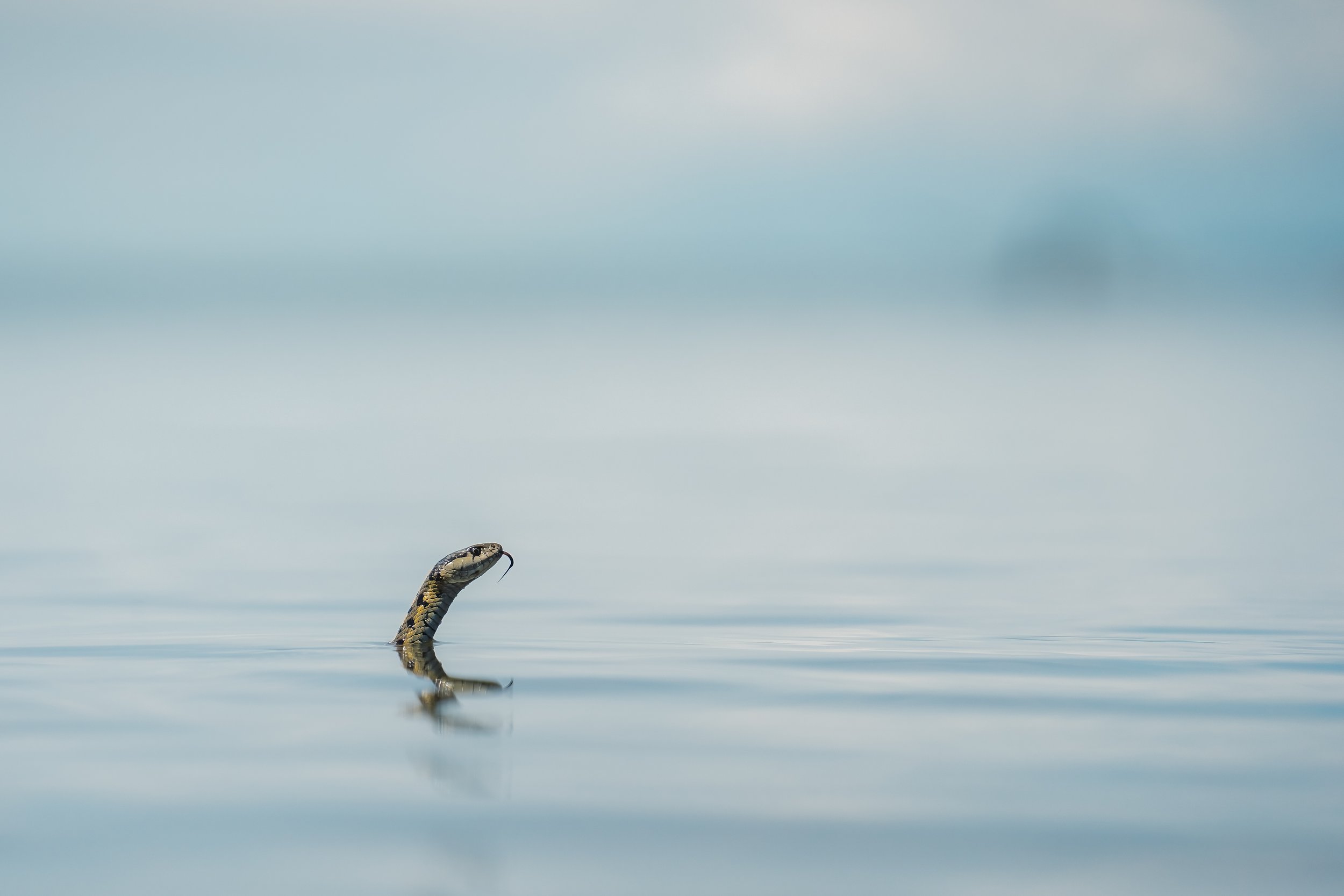 A close-up of a snake emerging from the water with its head raised, in a calm body of water with a blurred blue sky background.