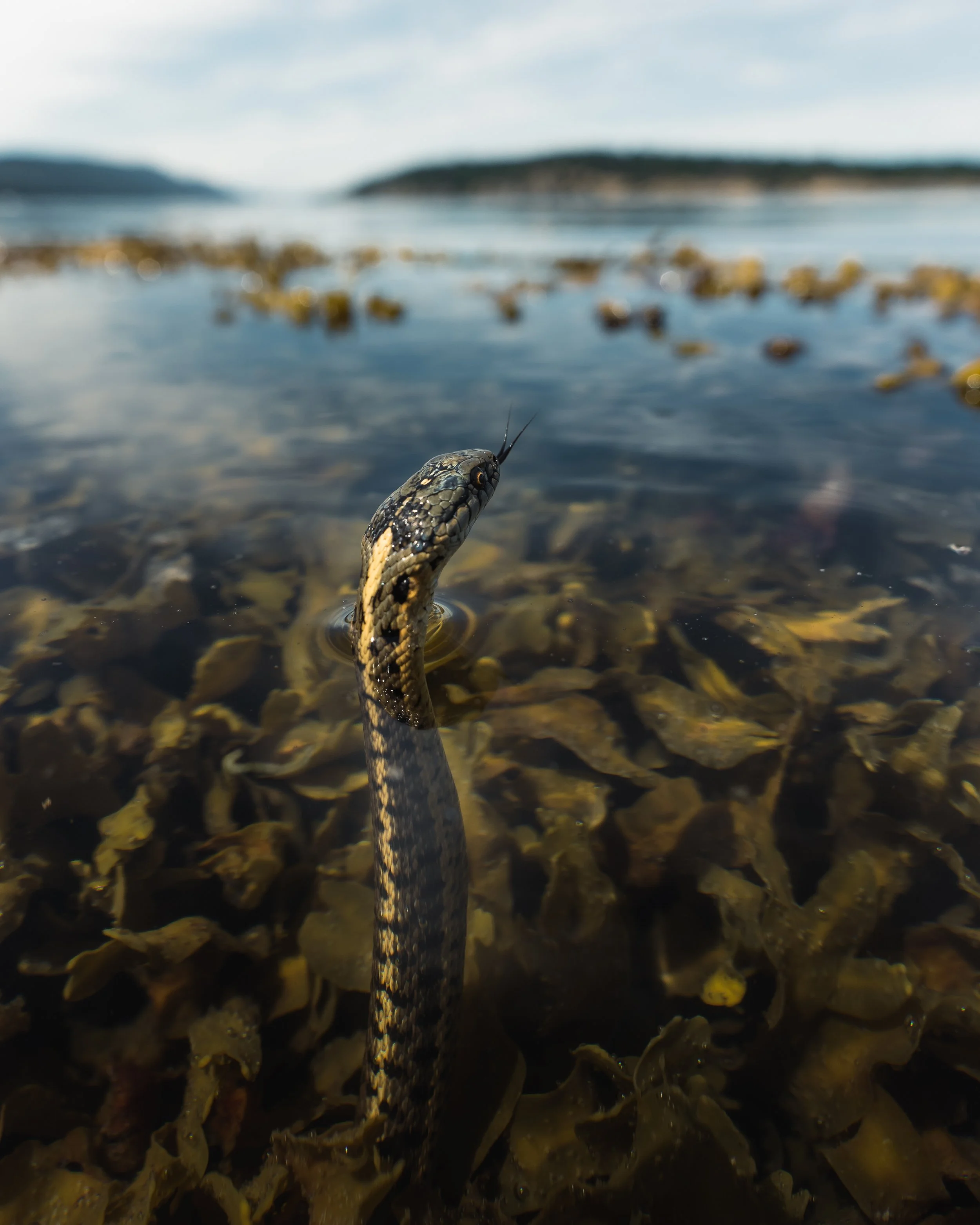 A close-up of a snake emerging from water near rocky shoreline with distant hills and sky in the background.