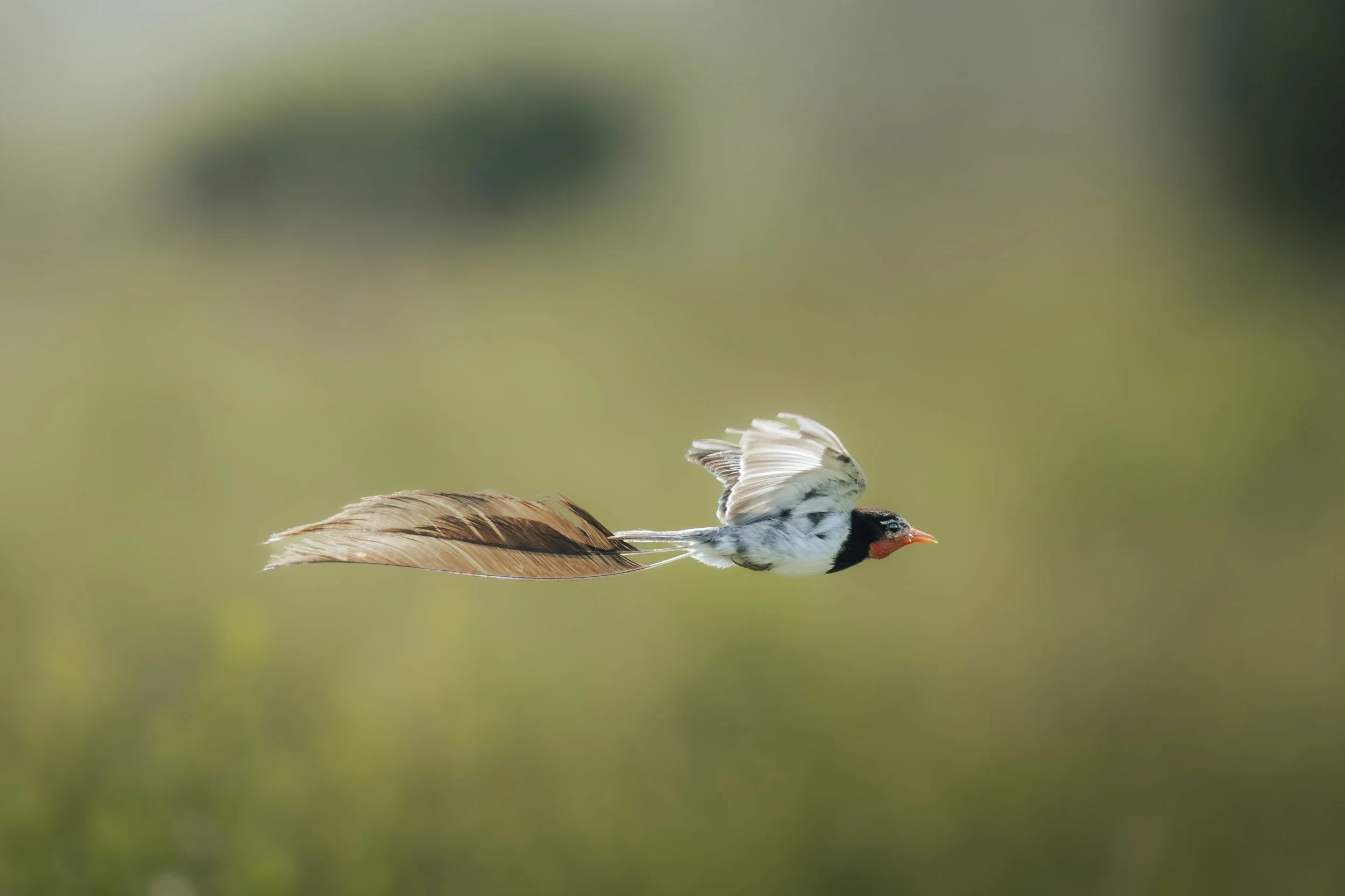 A bird in mid-flight with a brown feather tail and black, white, and red markings on its head, wings, and beak, flying against a blurred green background.