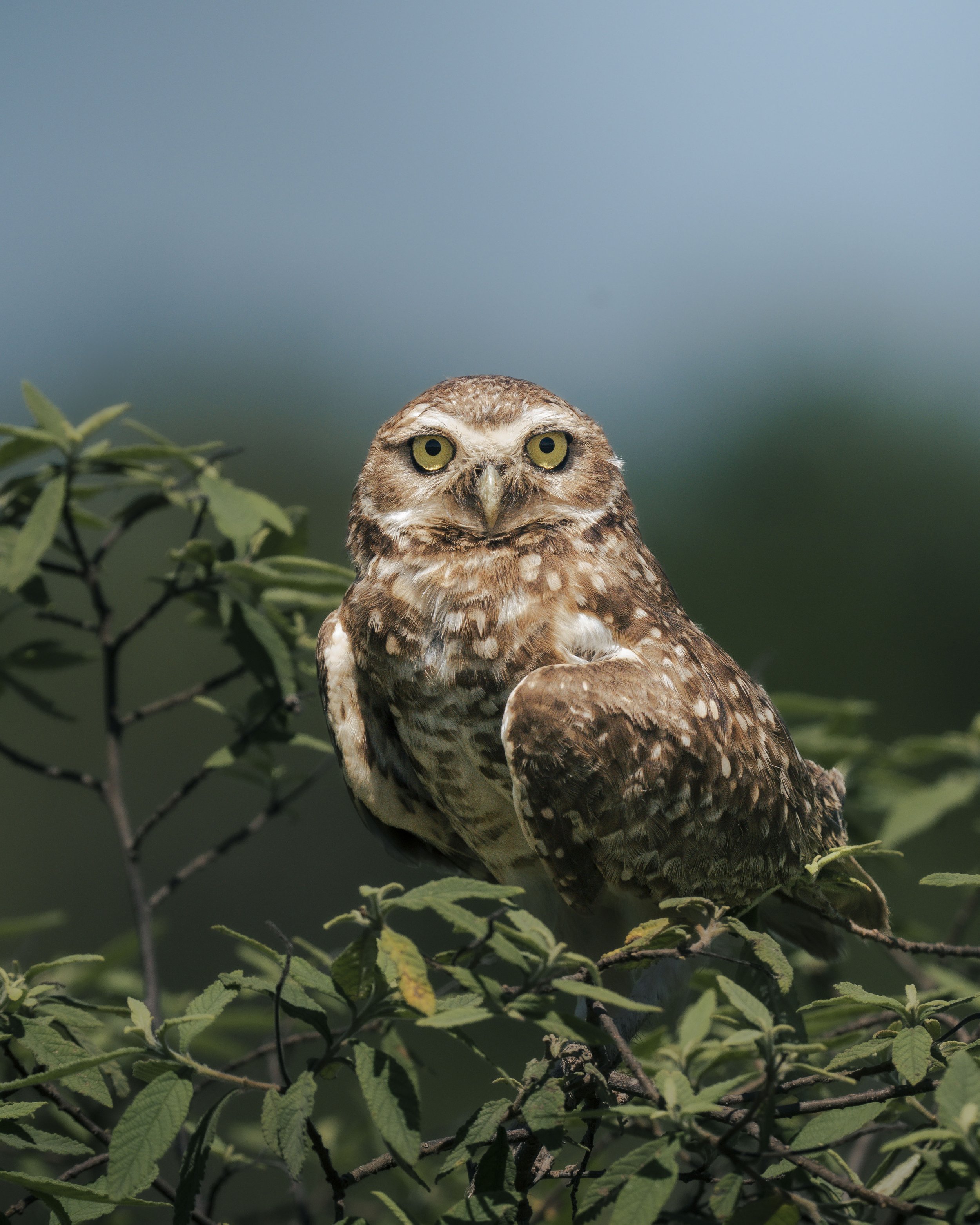 A bird that has the body of an owl and the face of an owl, perched on a branch with green leaves, against a blurred blue background.