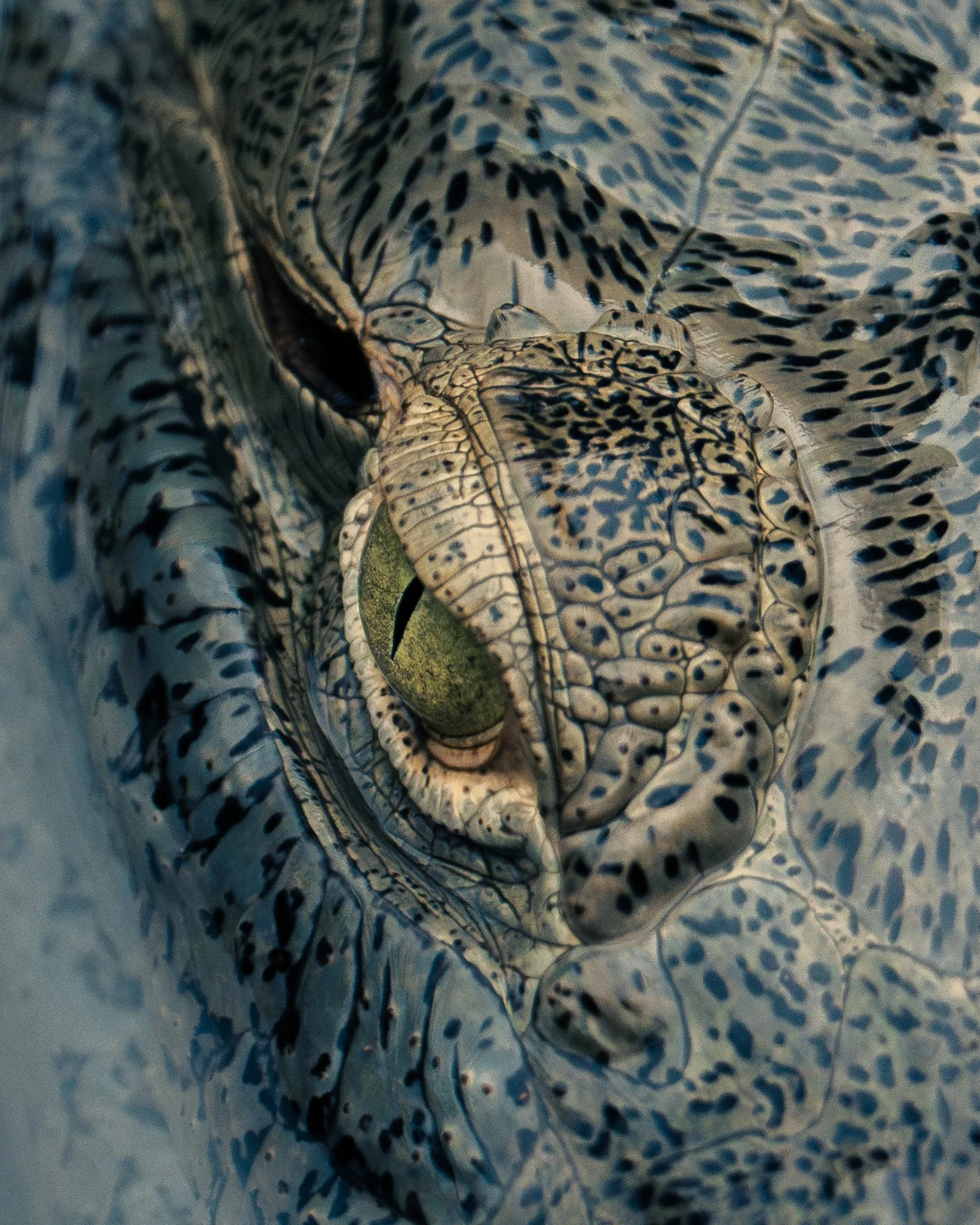 A close-up of a leopard gecko resting on a blue and black patterned surface.
