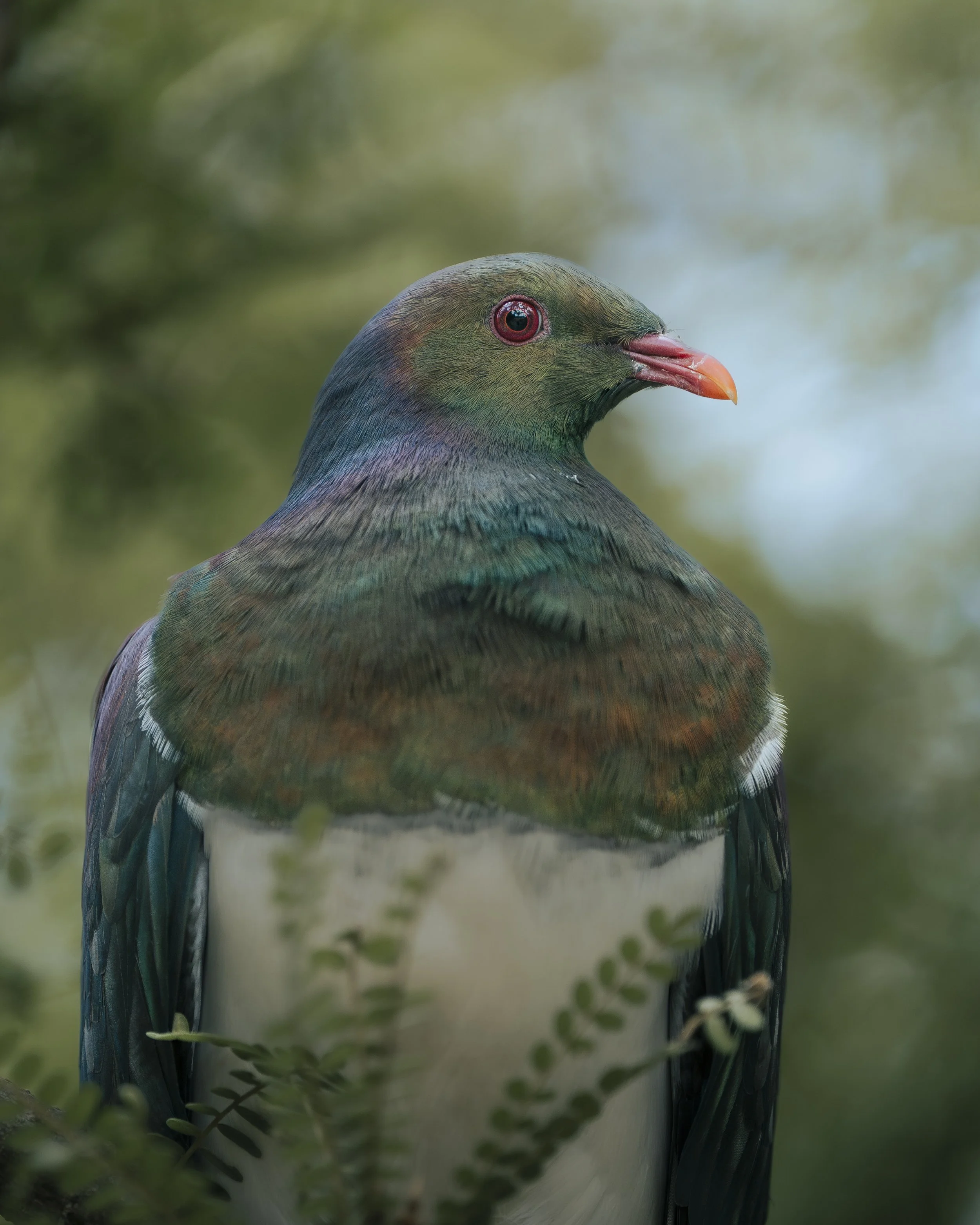 A close-up of a brightly colored bird with green, blue, and purple feathers, red eyes, and a pink beak, perched among green foliage.
