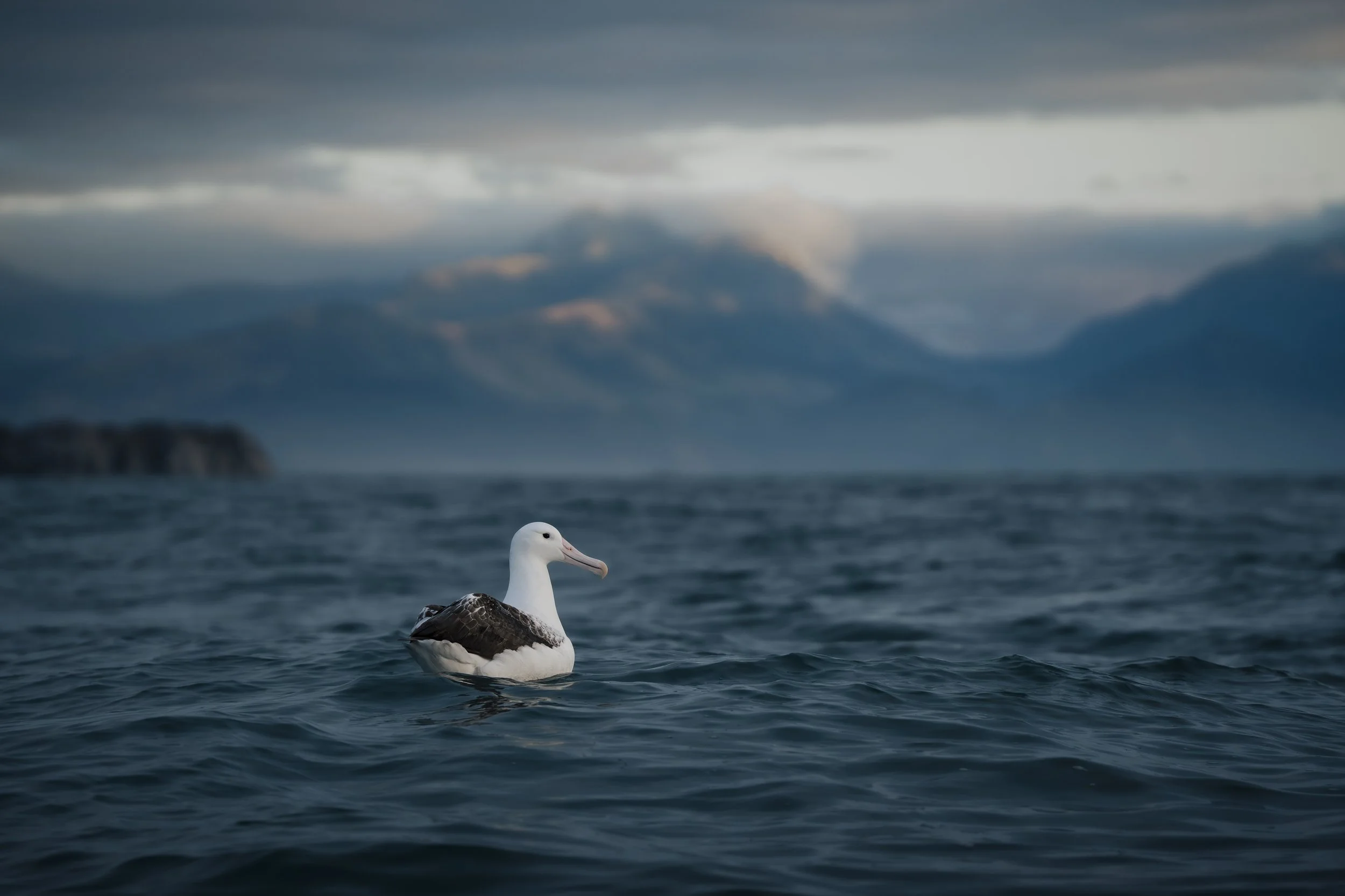 A lone albatross bird floating on the ocean with mountains and cloudy sky in the background.