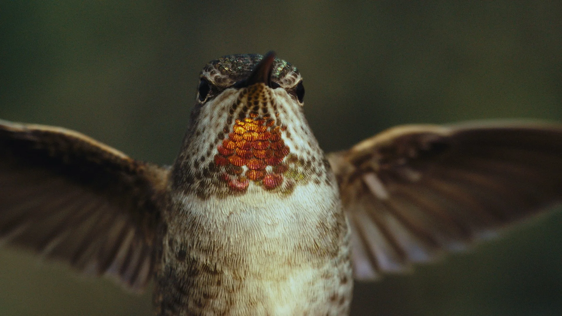 Close-up of a hummingbird flying towards the camera with its wings spread wide and head facing forward.