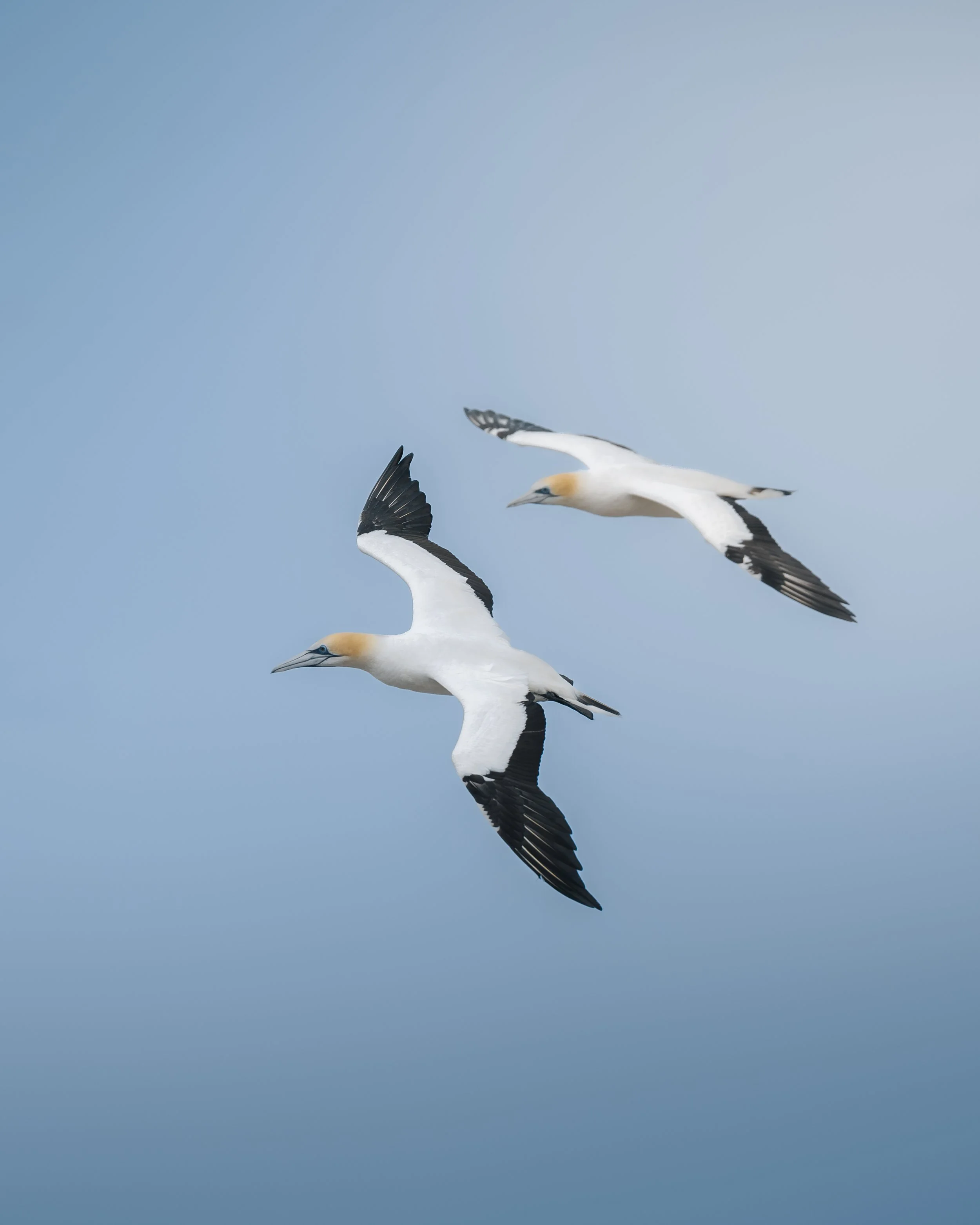 Two gannet birds flying in a clear sky with light blue background.