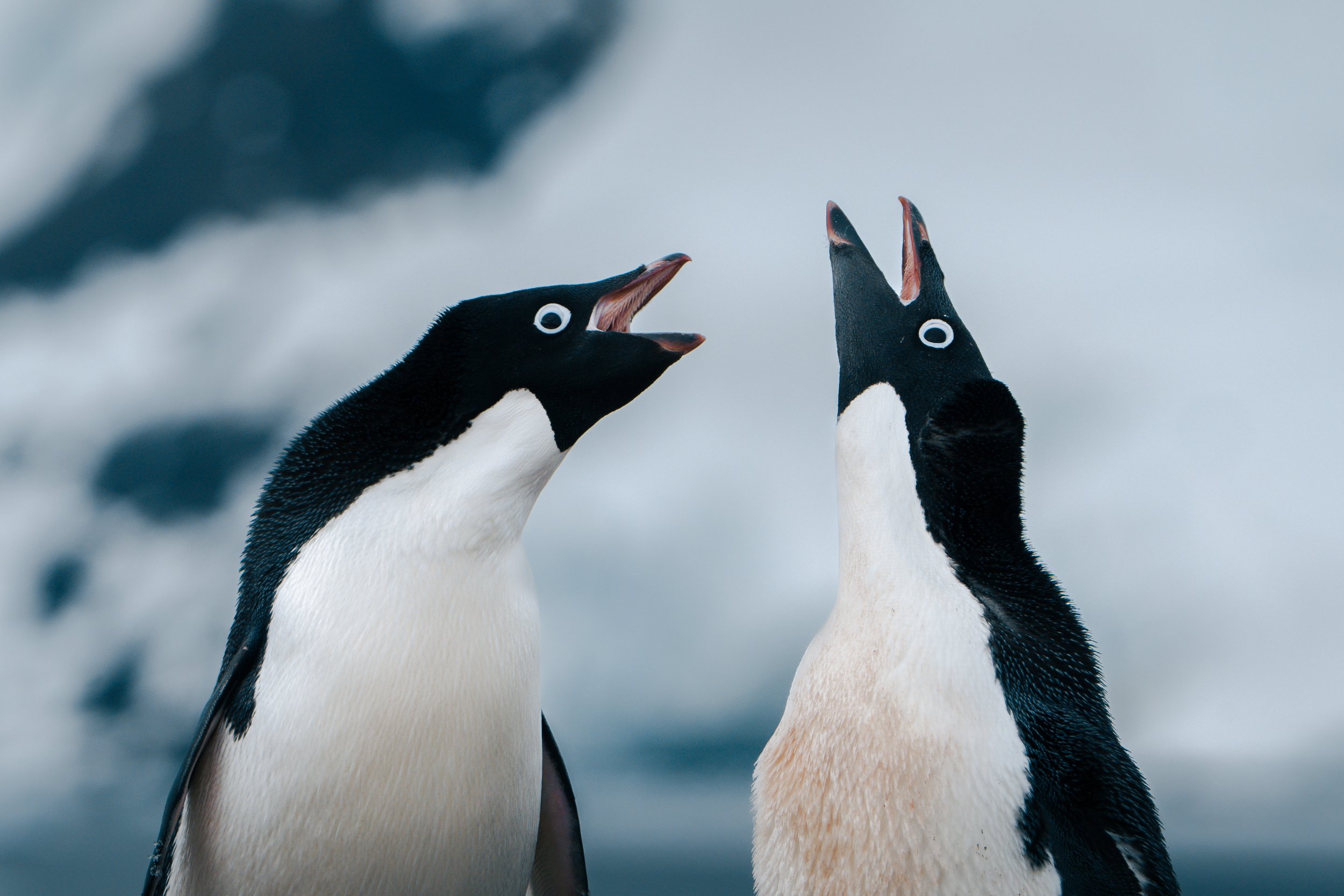 Two penguins interacting, one with its beak open and the other with its beak pointed upward, on an icy background.