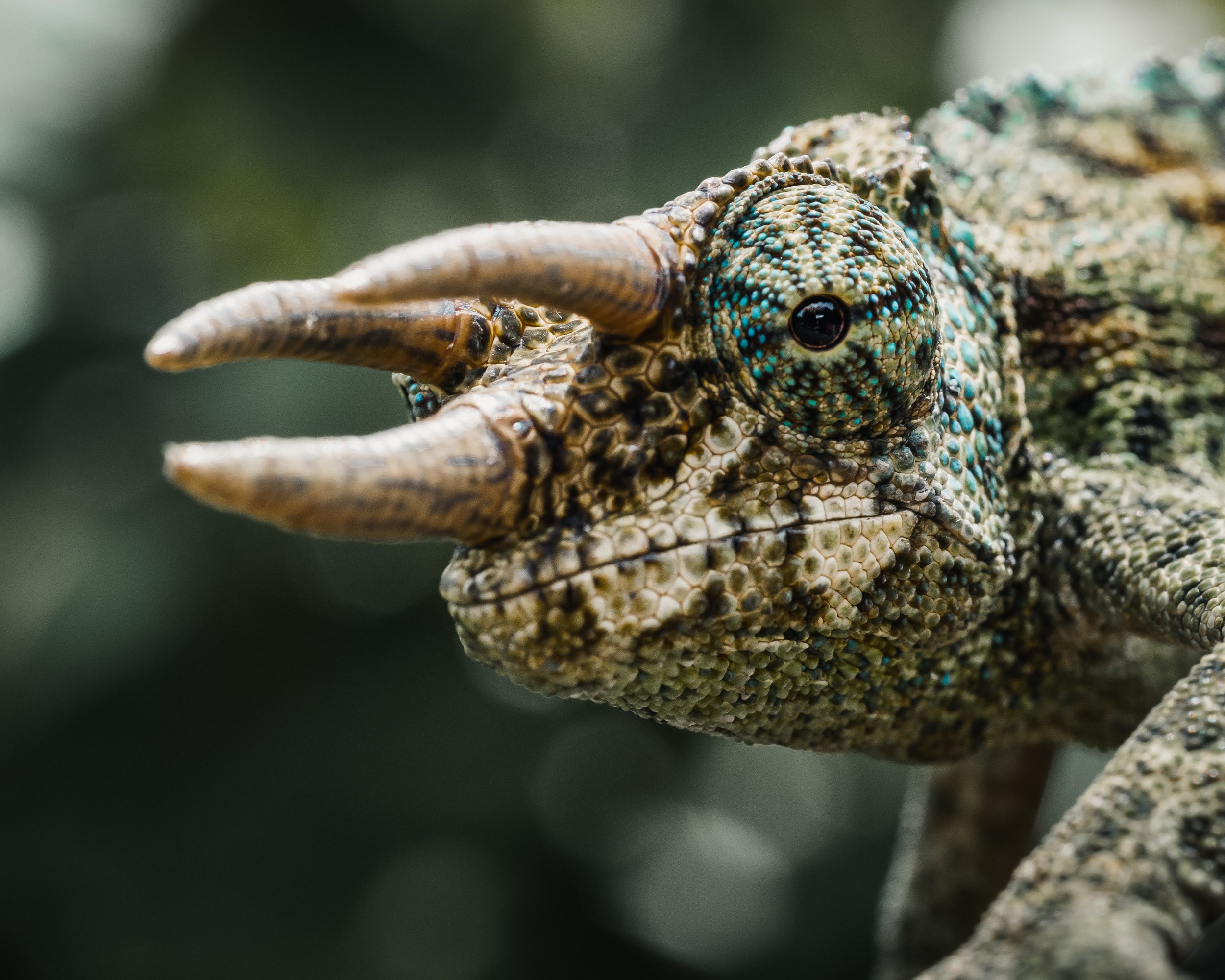 Close-up of a chameleon with green and blue textured skin, focusing on its eye and head, with a blurred dark green background.