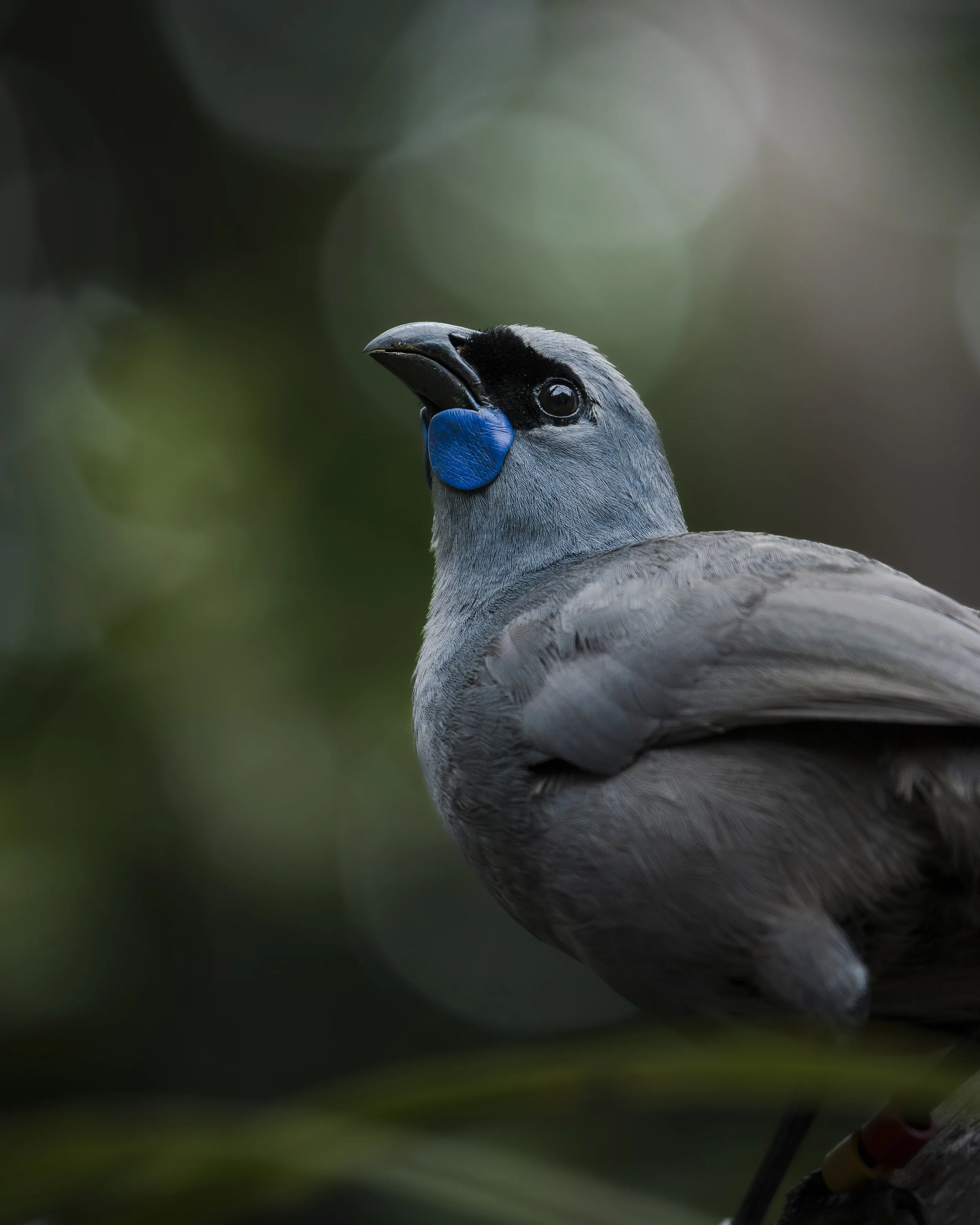 A close-up of a kokako with gray feathers, a black face mask, a bright blue patch on its cheek, and a curved black beak, set against a green, blurred background.
