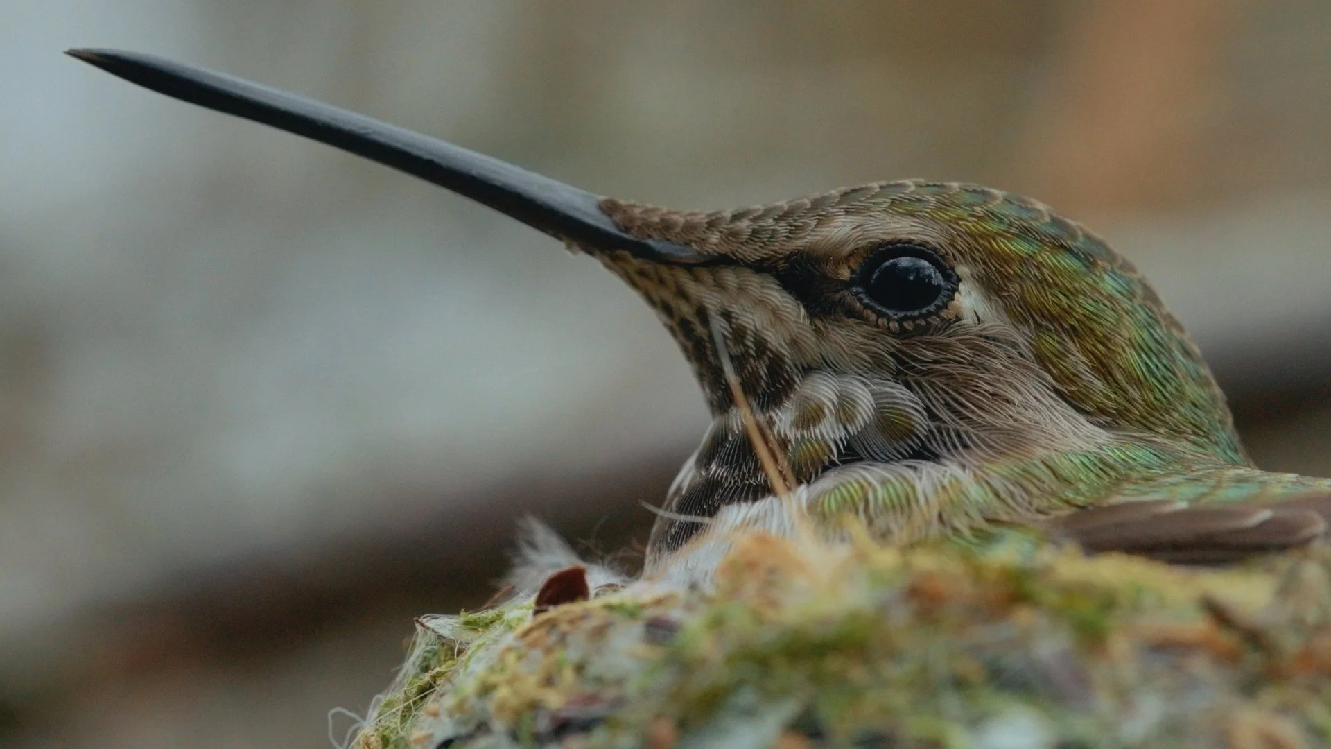 Close-up of a hummingbird sitting on a nest, with detailed feathers and a long beak.