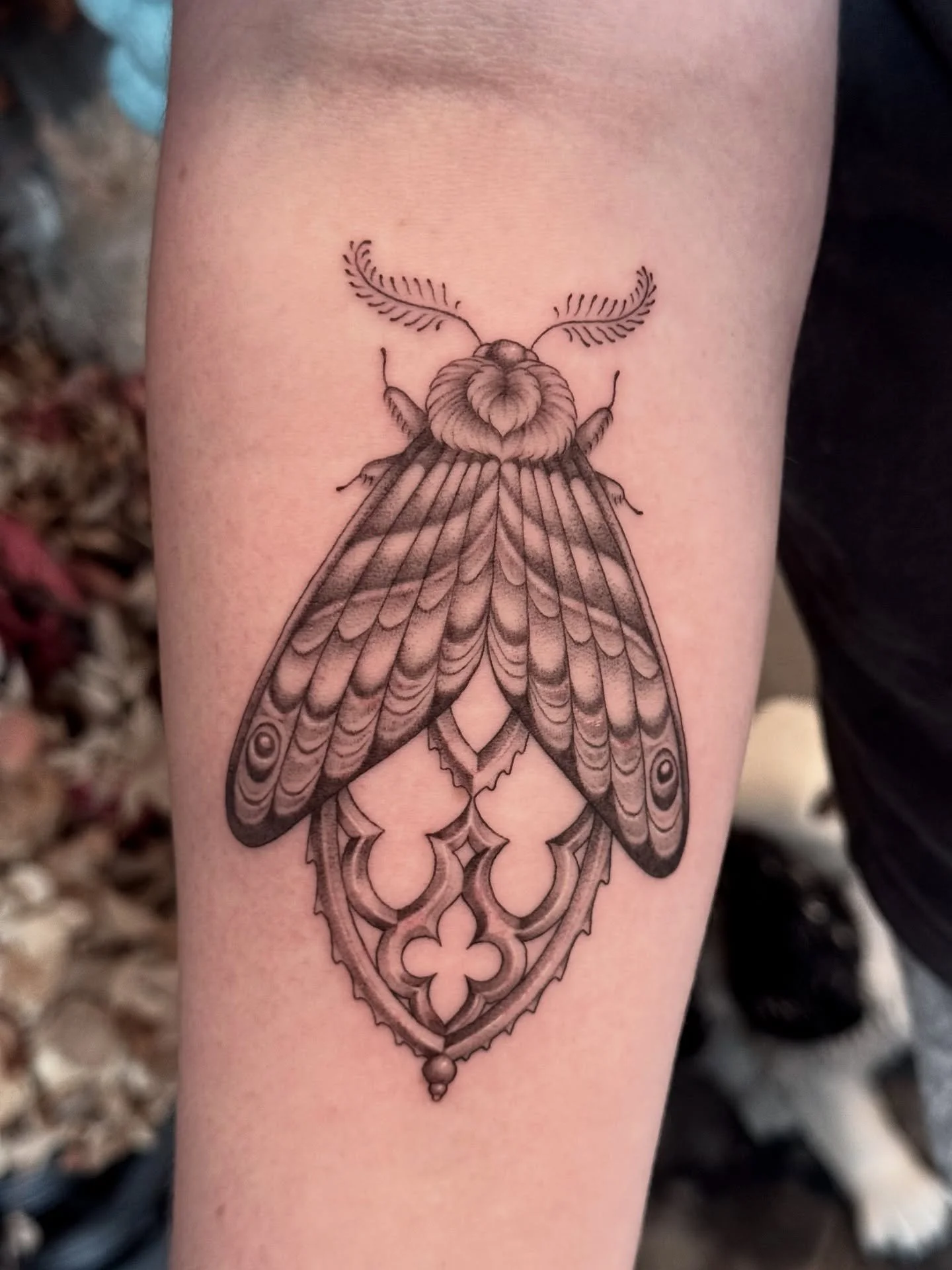 Cathedral moth from my flash, thanks so much to Chloe for travelling for this!! So happy with how it came out, I have a couple of similar designs available in the highlight on my story! ✨