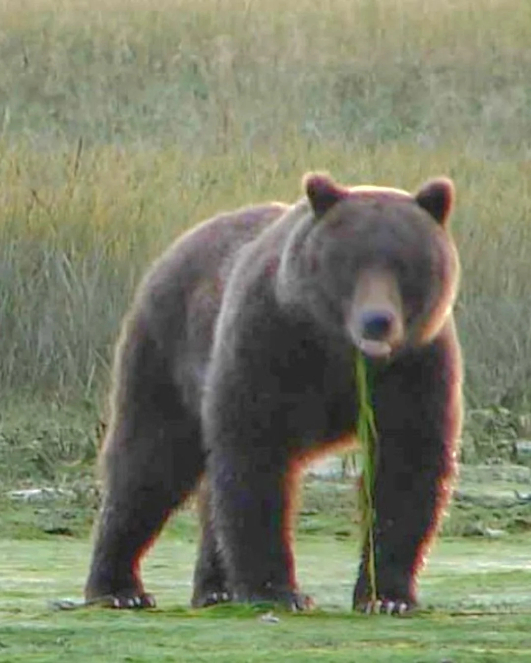 Gustavus is home to both brown and black bears. 🐻 

While brown bears are more common in areas with abundant salmon like streams, black bears can be found in the forests and meadows, sometimes adapting their behavior to avoid brown bears. 

When you