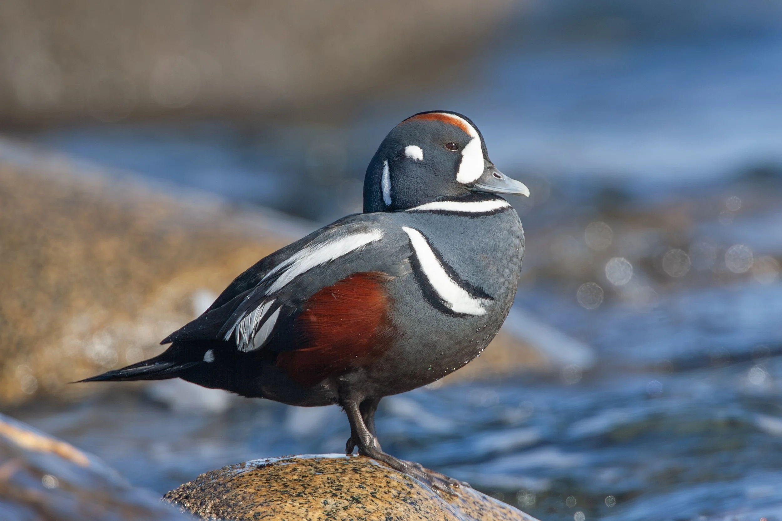 Early-Season Sea Duck Hunting in Alaska: Your Ultimate Guide from Gustavus
