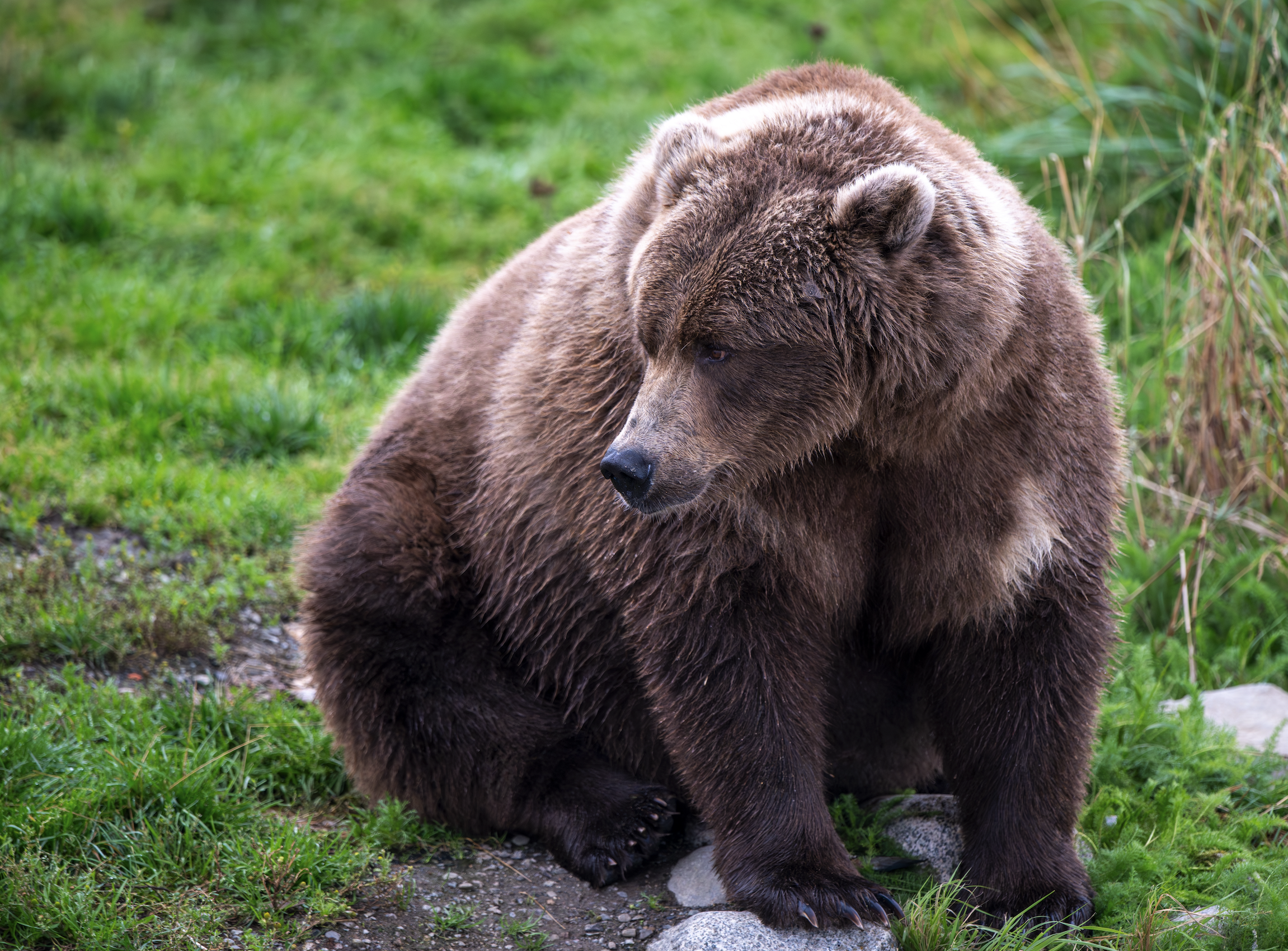 Black Bear Hunting in Southeast Alaska: Spring Boat Hunts from Gustavus with Eagle's Nest Lodge